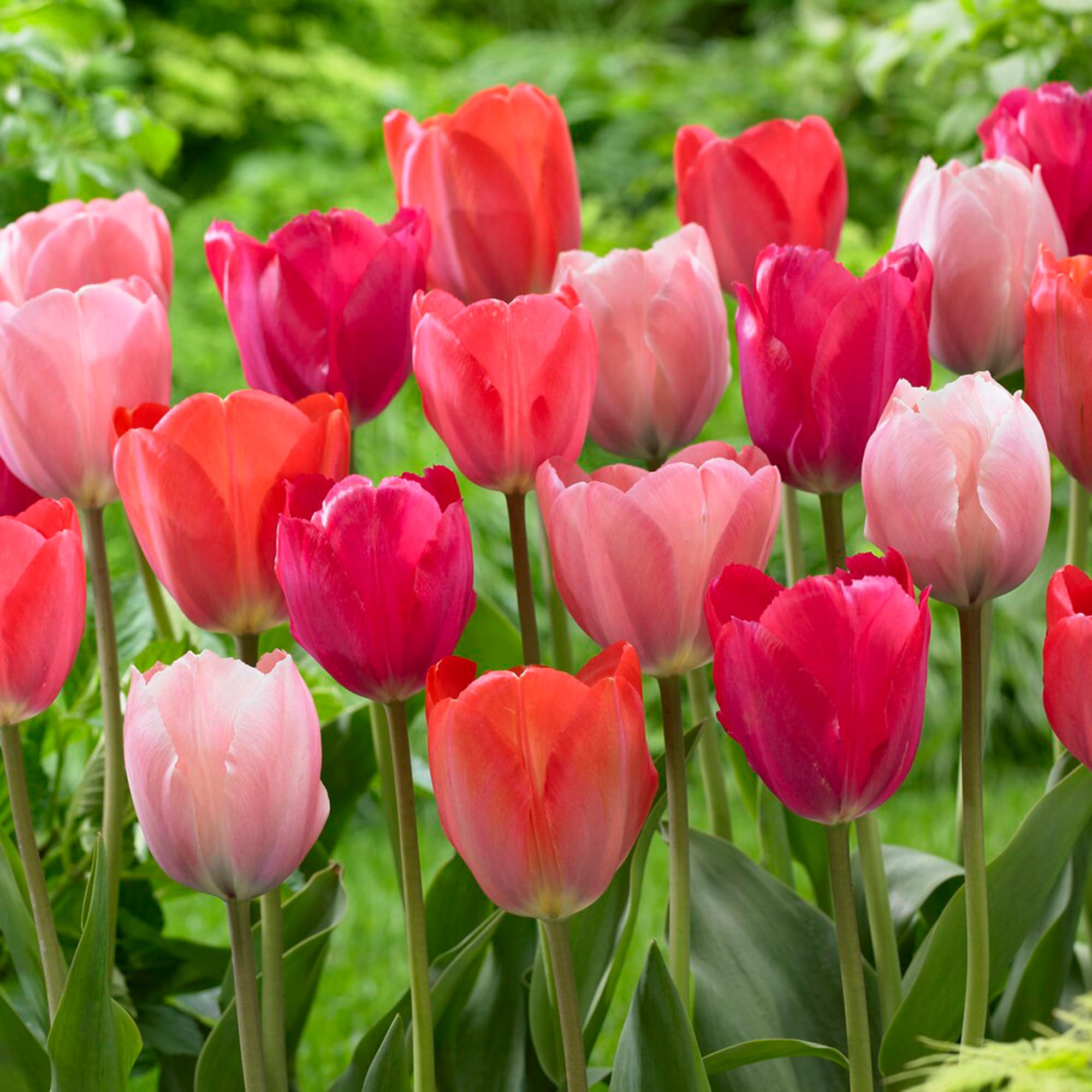 Garden State Bulb ECF-35-100-04 Multicolor Blush Mix Darwin Hybrid Tulip Bulbs 100 Count