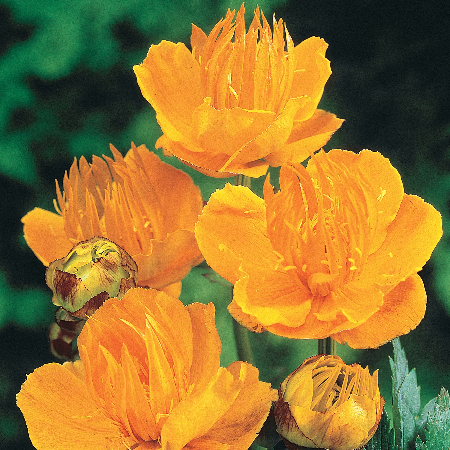 Spring Hill Nurseries 80453 Yellow Golden Queen Trollius Perennial Plant in 1-Pack Bareroot