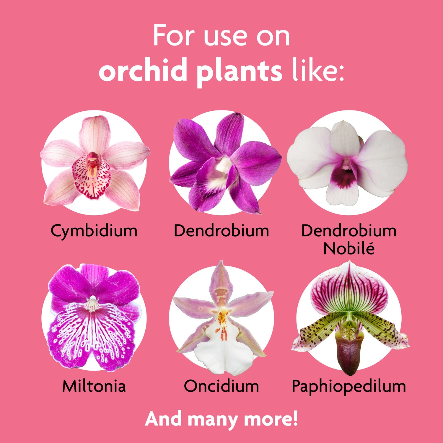 Miracle-Gro® Spanish Moss for Orchids & Houseplants, Bob's Garden  Center