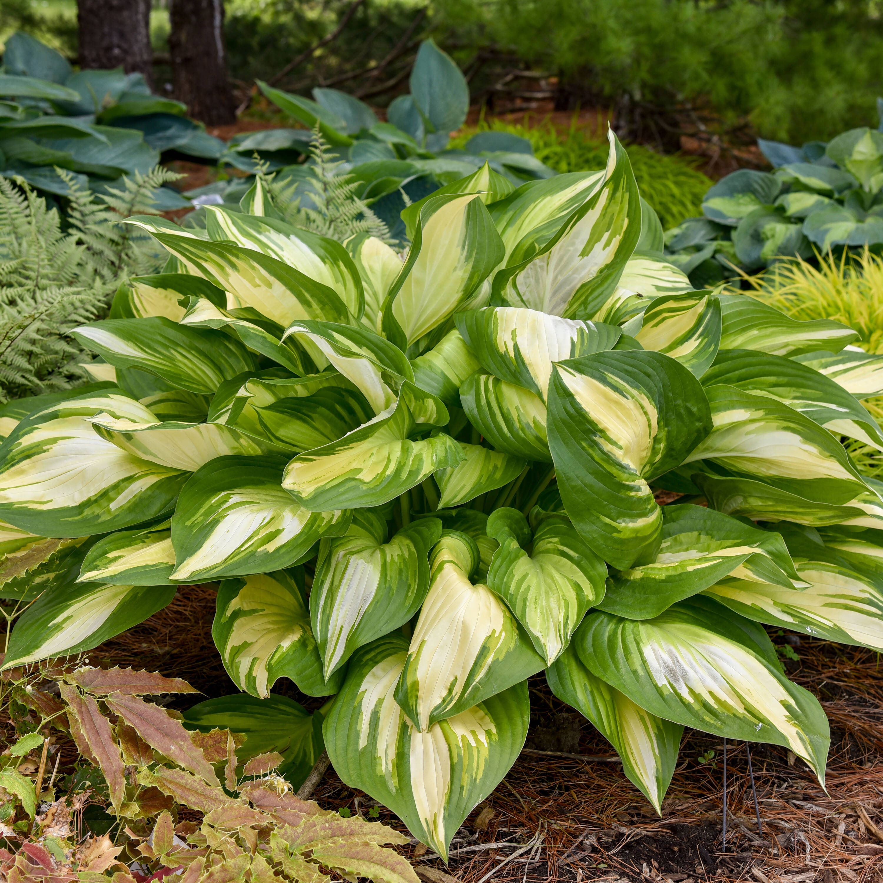 Proven Winners HOSPWP2136102 perennials - View #3