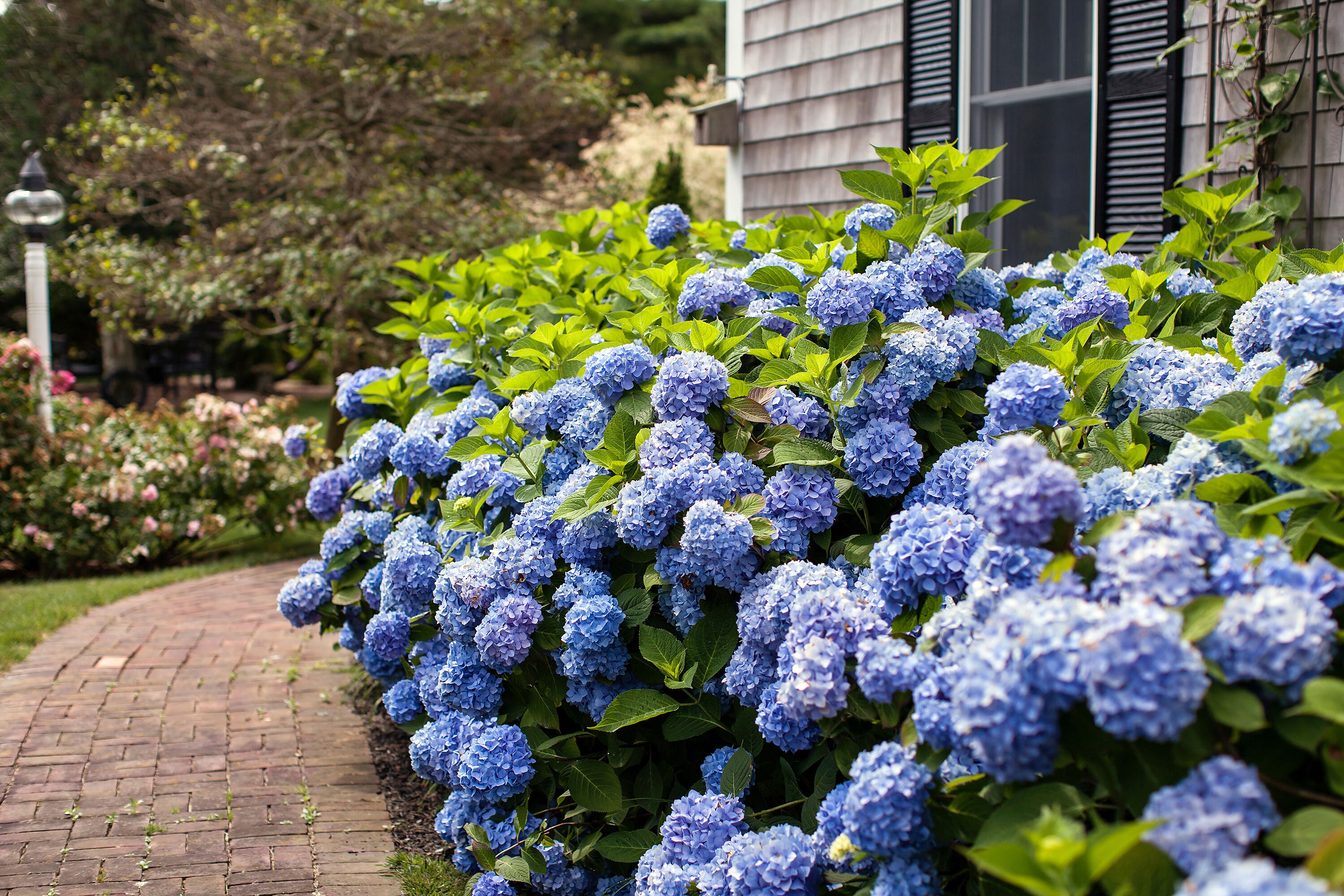 Multicolor Endless Summer The Original Bigleaf Hydrangea Flowering ...