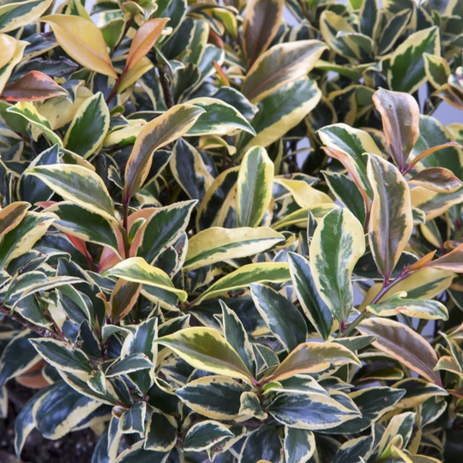Southern Living Plant Collection 55052-1 shrubs - View #4