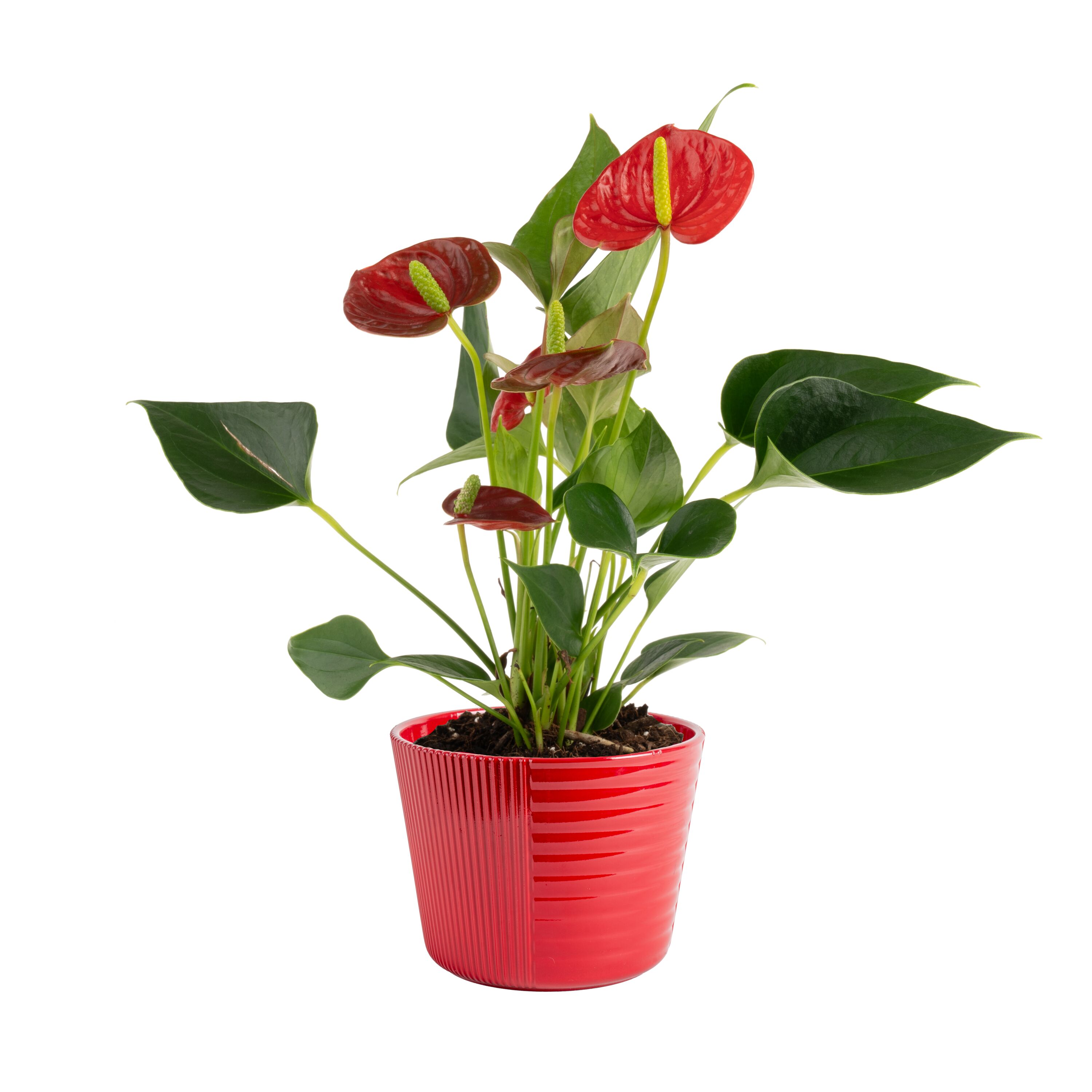 Holiday Living N/A hseplants - View #3