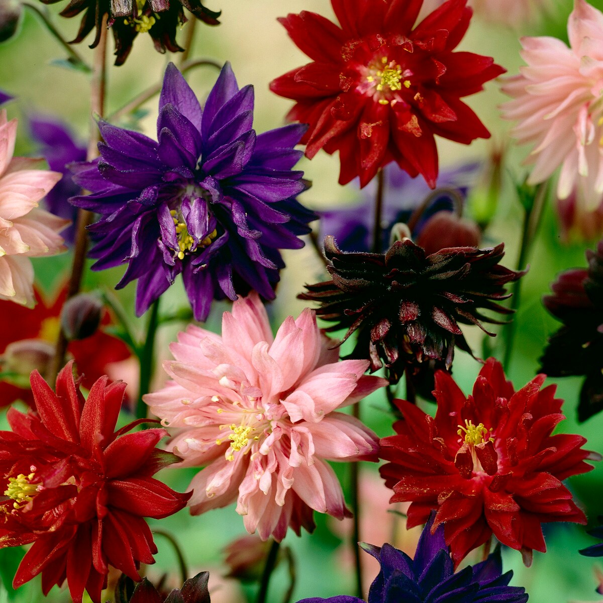 Van Zyverden 83373 Multicolor Aquilegia Columbine Artisian Blend Bulbs 8 Count