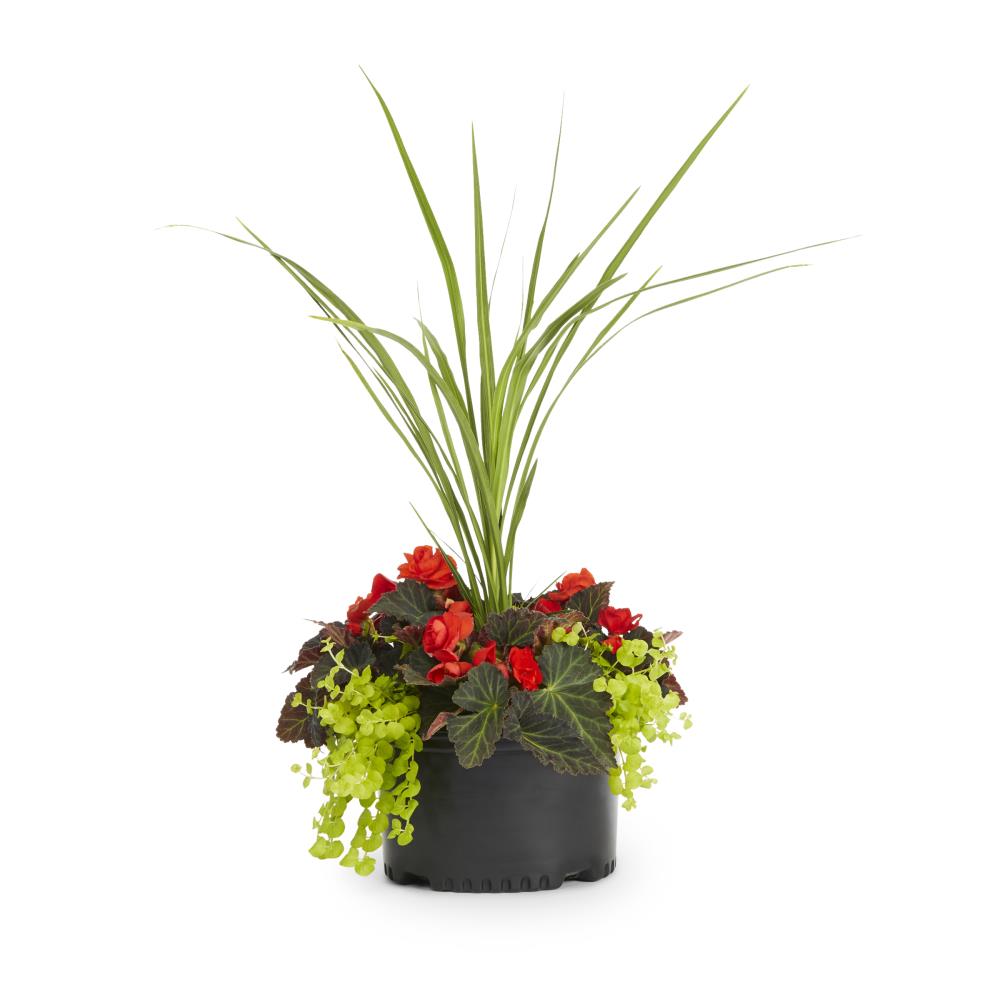 Lowe's NURSERY Multicolor in 1.5-Gallon Pot
