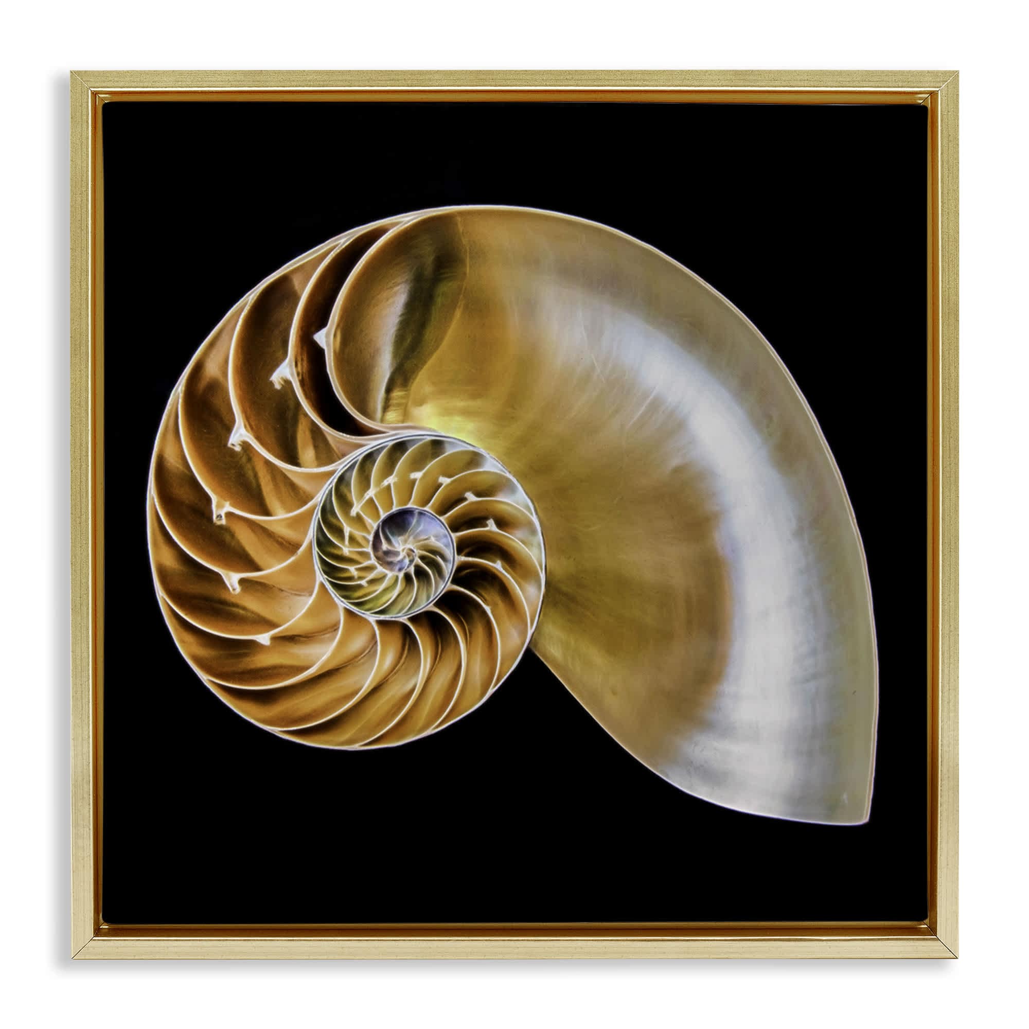 Stupell Industries BT-351-FFG-24X30 Tan Nautilus Shell on Black Floating Frame design by Mary Lou Johnson