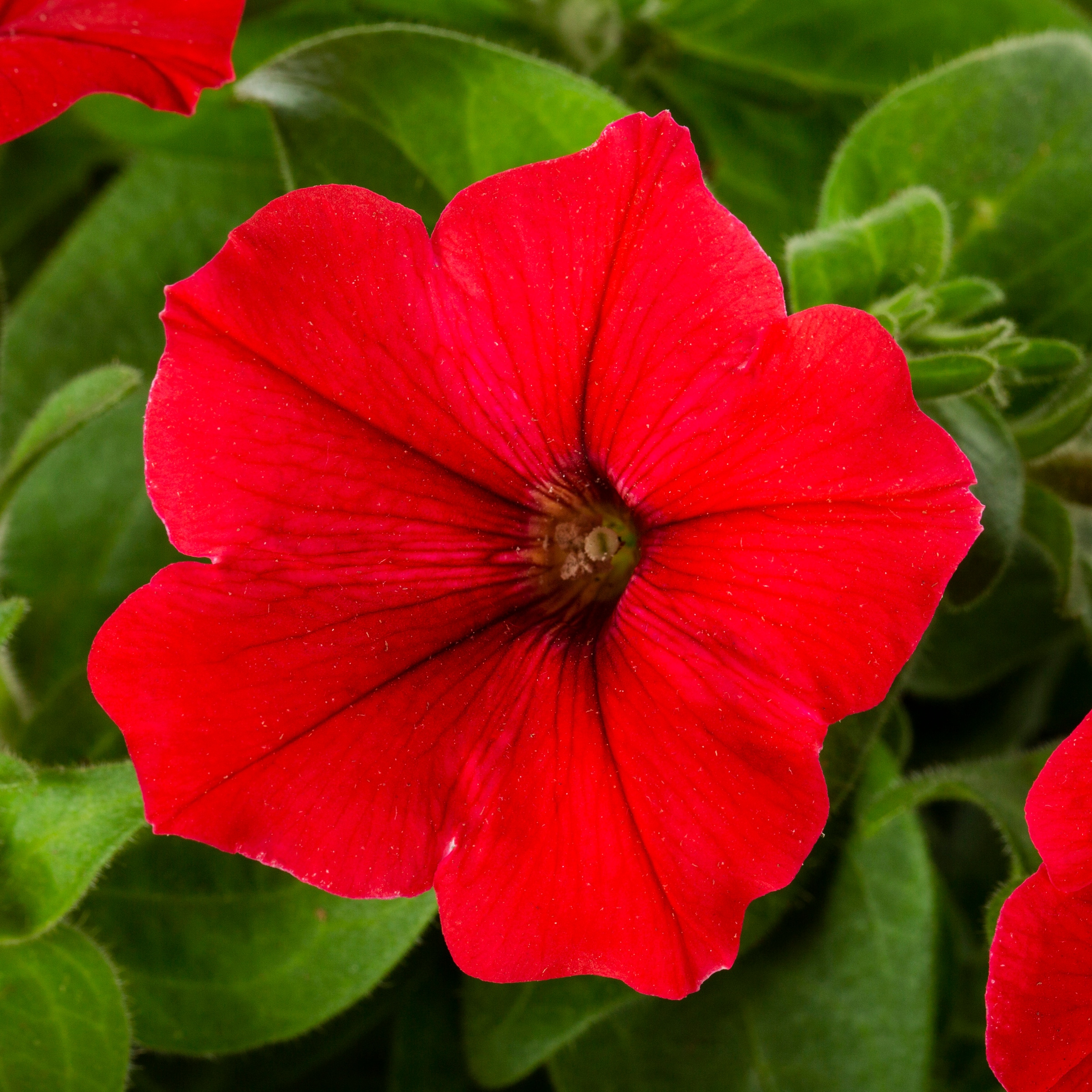 Lowe's 221628 annuals - View #7