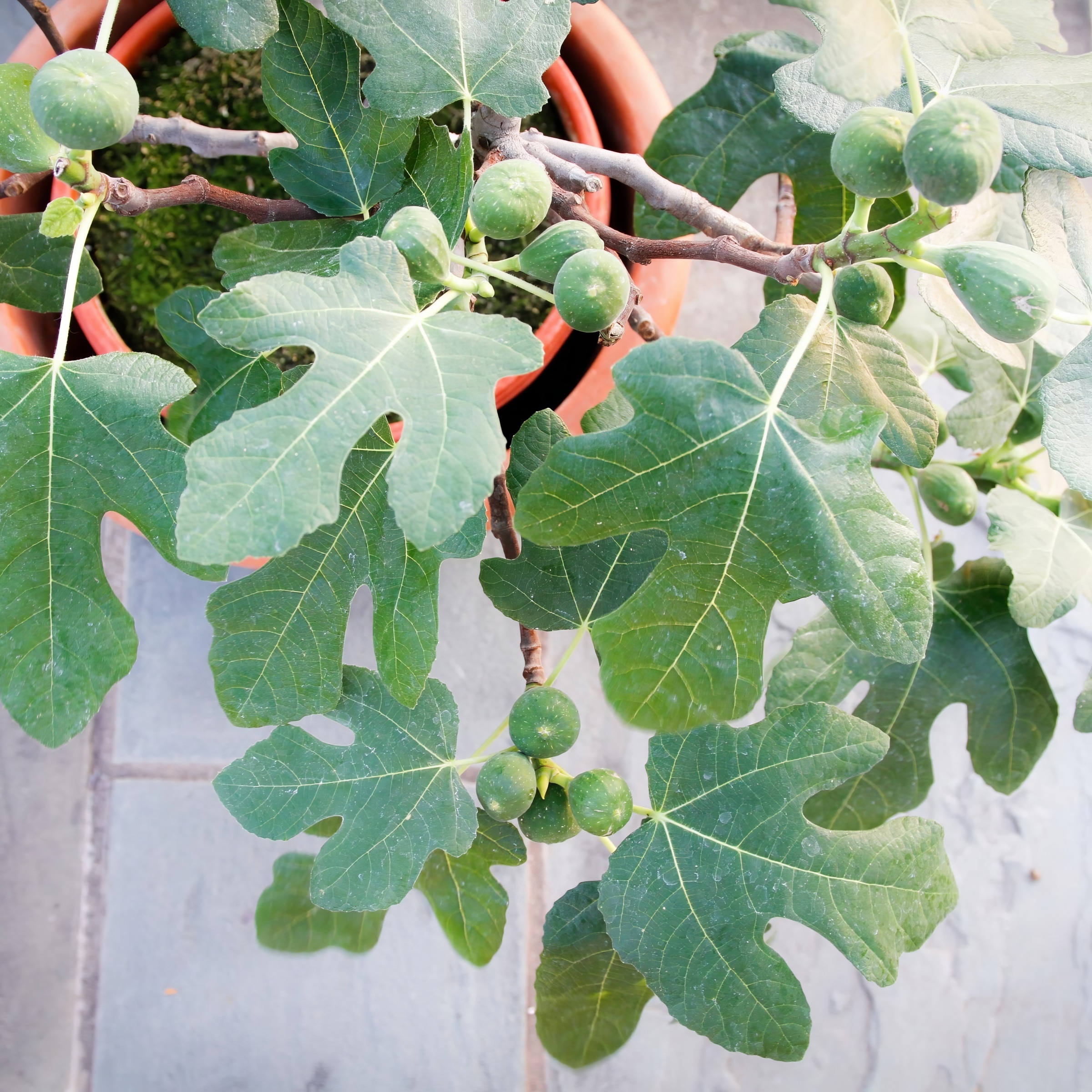 National Plant Network LW1733 1 -Pack Fig Plant in Pot Spring to Fall