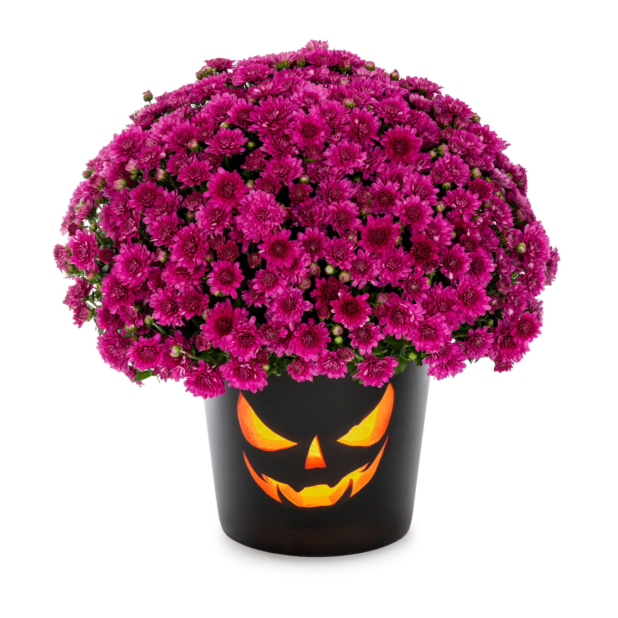 Lowe's NURSERY annuals - View #4