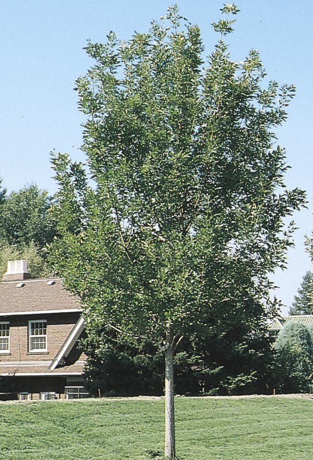  NURSERY 6-Gallon Shade Tree Summit Ash In Pot (With Soil)