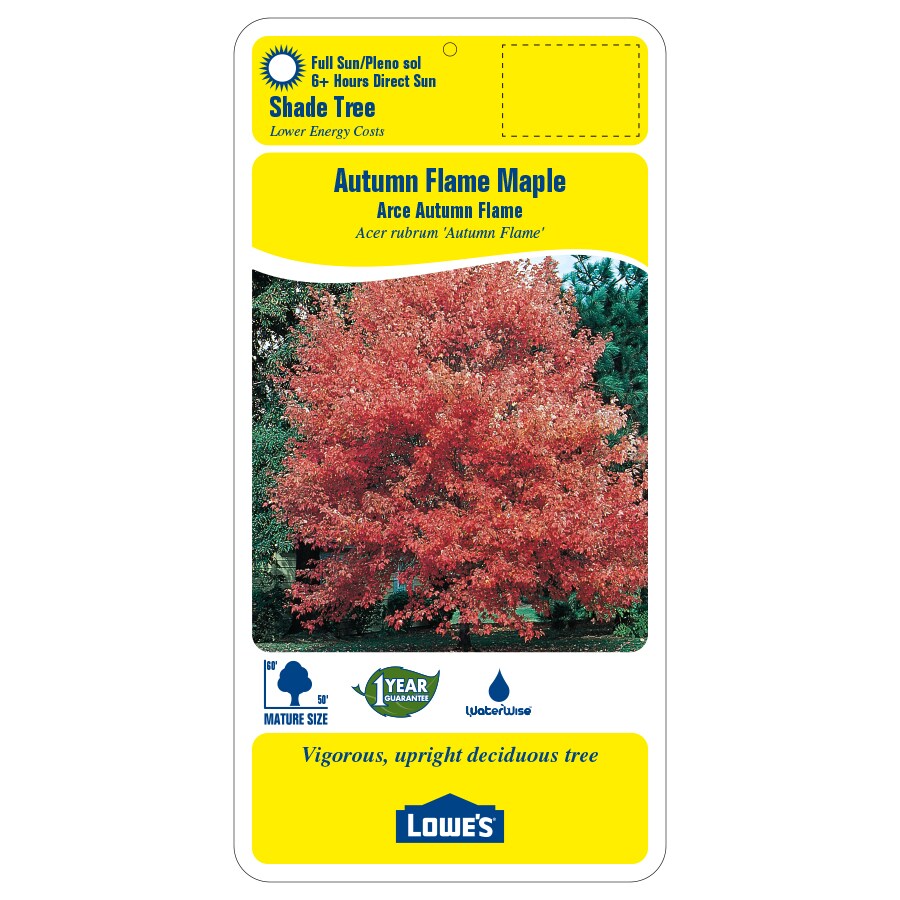 Lowe's 5.5-Gallon (s) Red Shade Autumn Flame Maple In Pot (With Soil ...