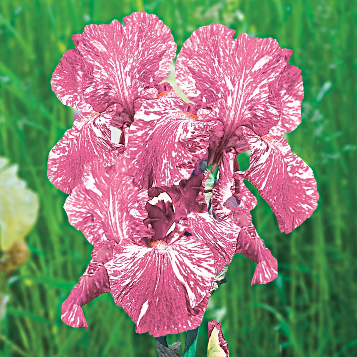 Old Black Magic Iris Plant Quart Pot Fragrant Black Flowers Tall Bearded  Iris Perennial Easy to Grow Perennial Ready to Plant 