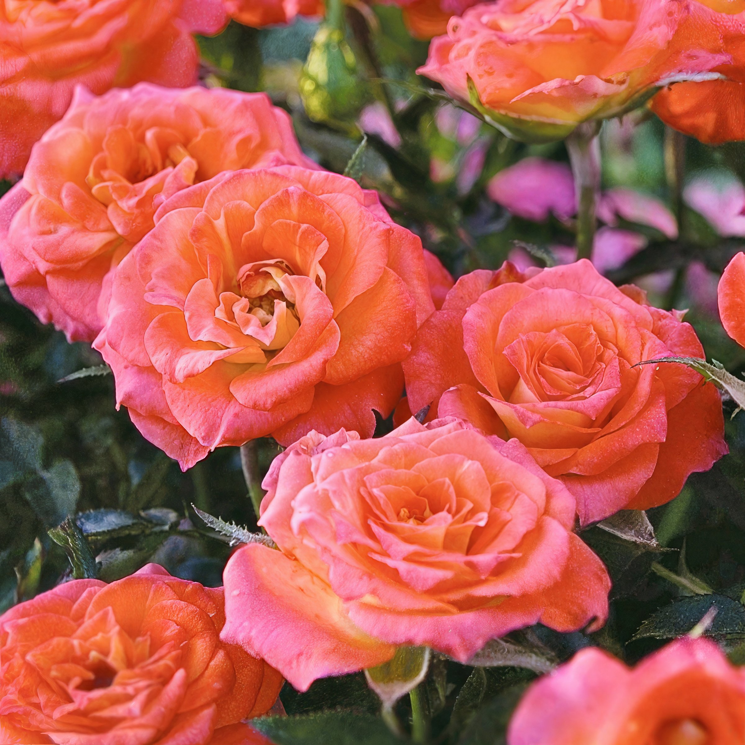 National Plant Network LW2595 roses - View #3