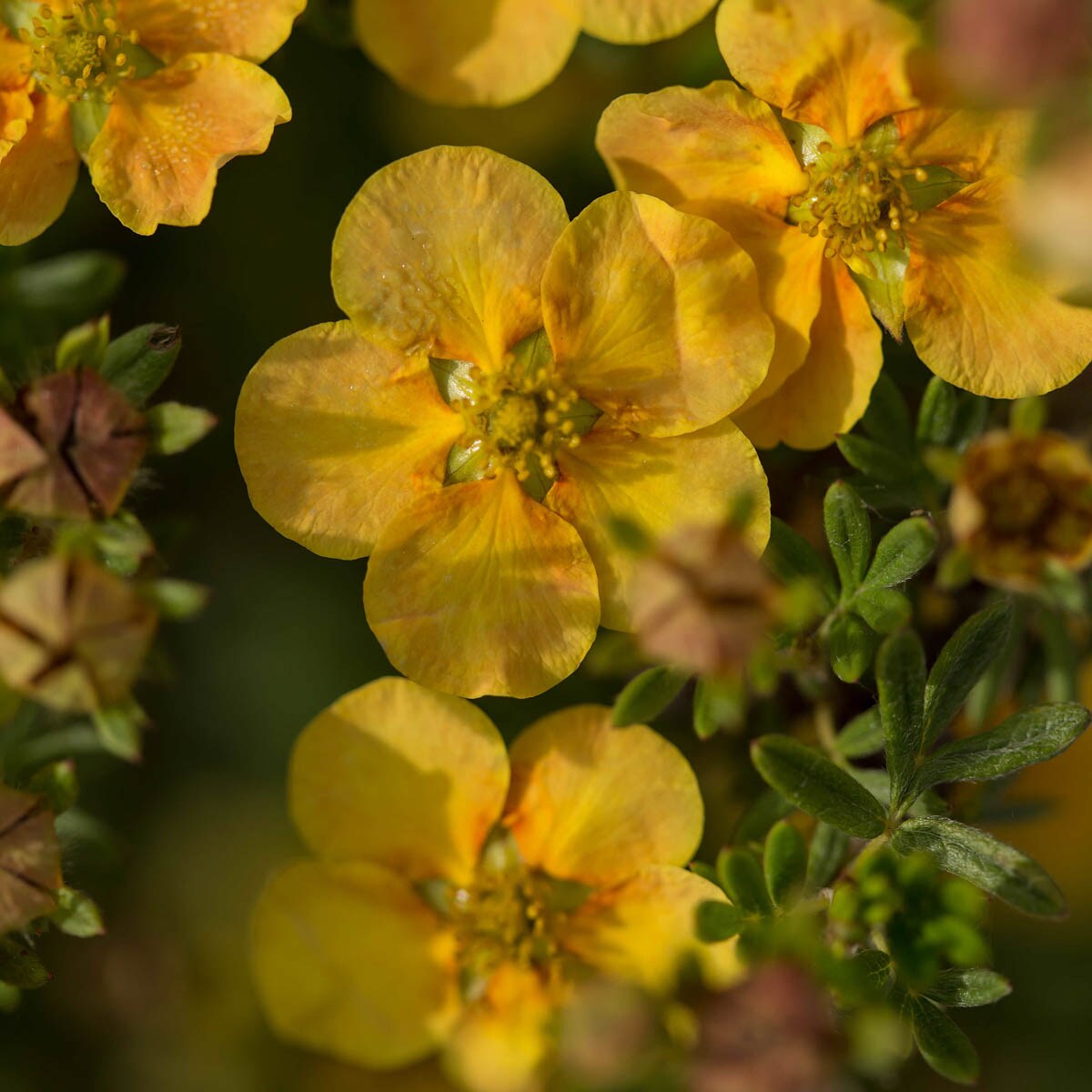 Direct Gardening 14191 shrubs - View #3