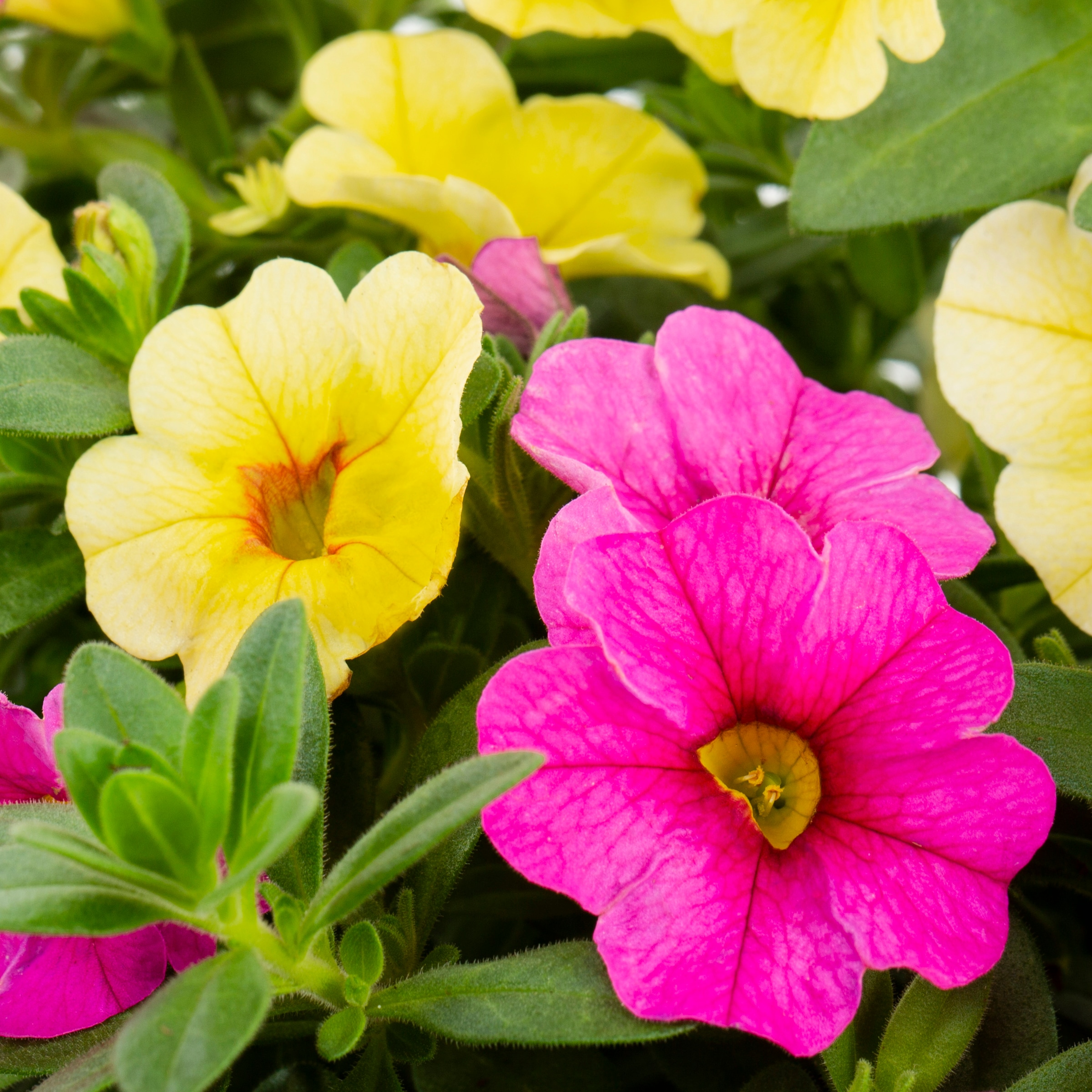 Ready Refill Multicolor Calibrachoa Mix in 3-Quart Pot in the Annuals ...