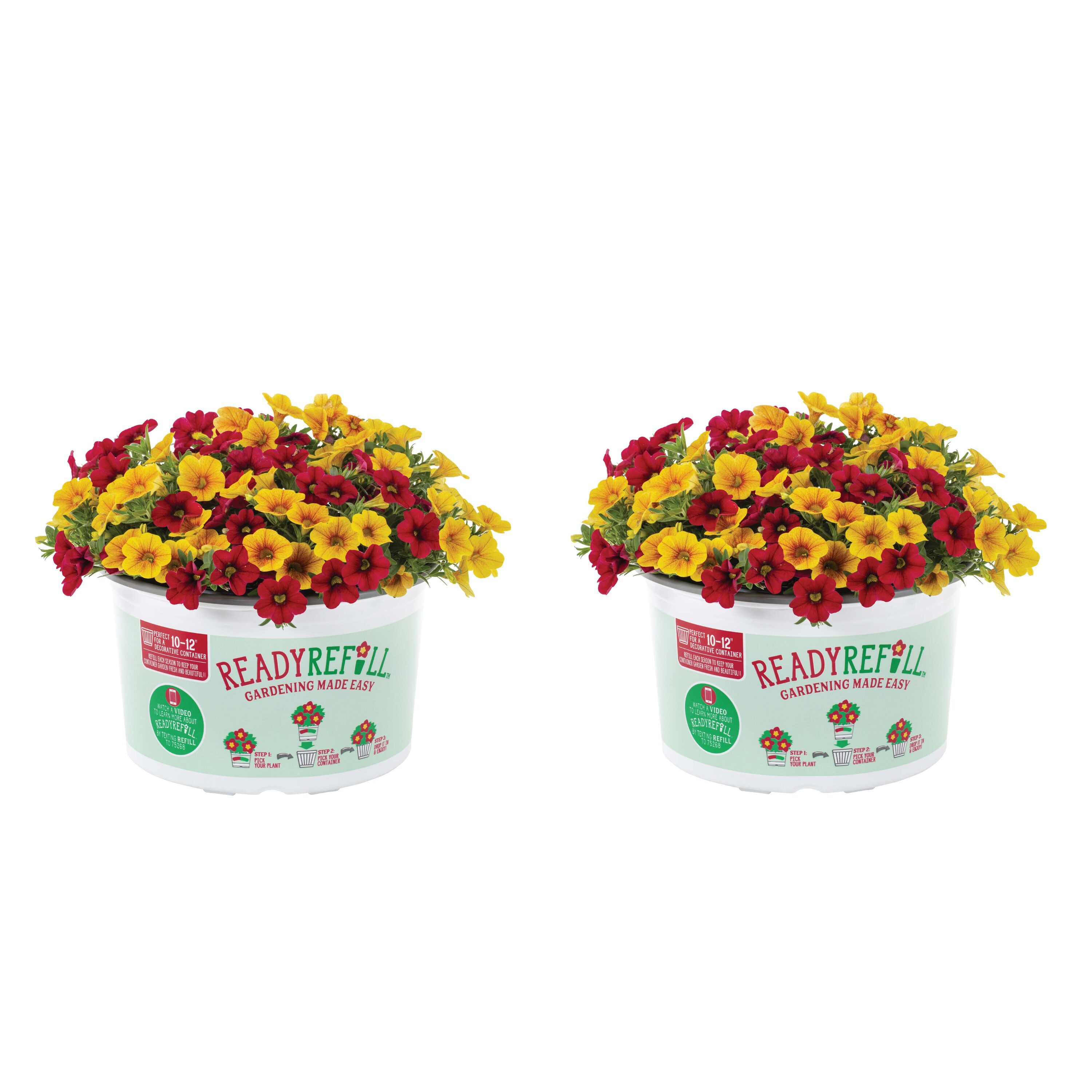 Metrolina Greenhouses Multicolor Calibrachoa in 3-Quart Pot 2-Pack in ...