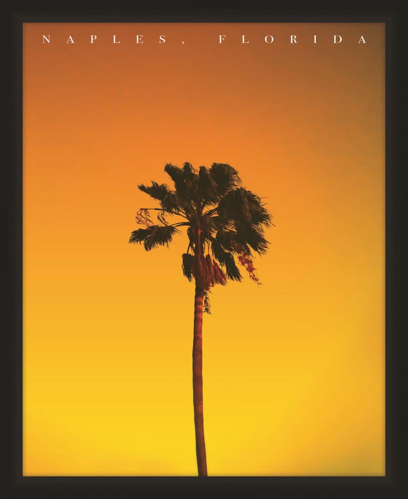 PTM Images 1-107098 Naples Palm Tree 14-in x 16-in Framed Art
