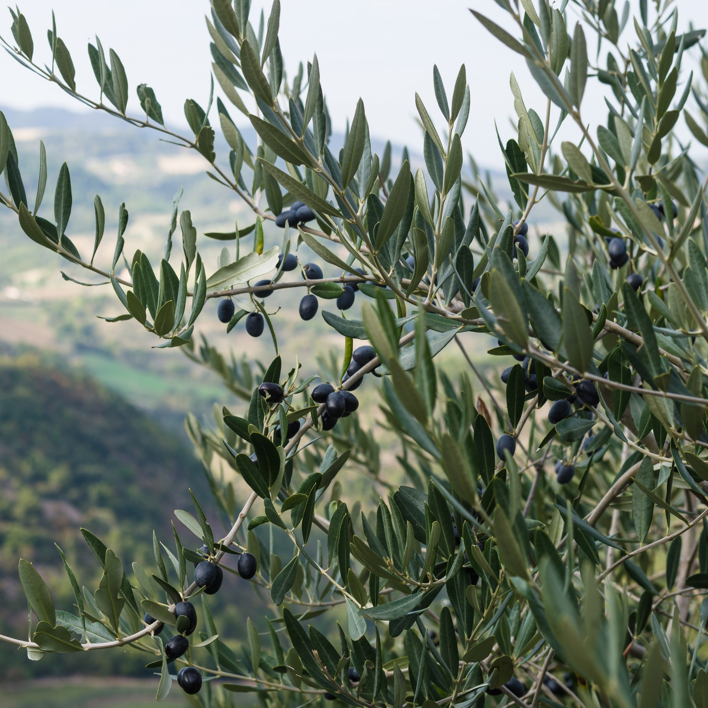 Miralon and the history of olive trees in the Palm Springs area