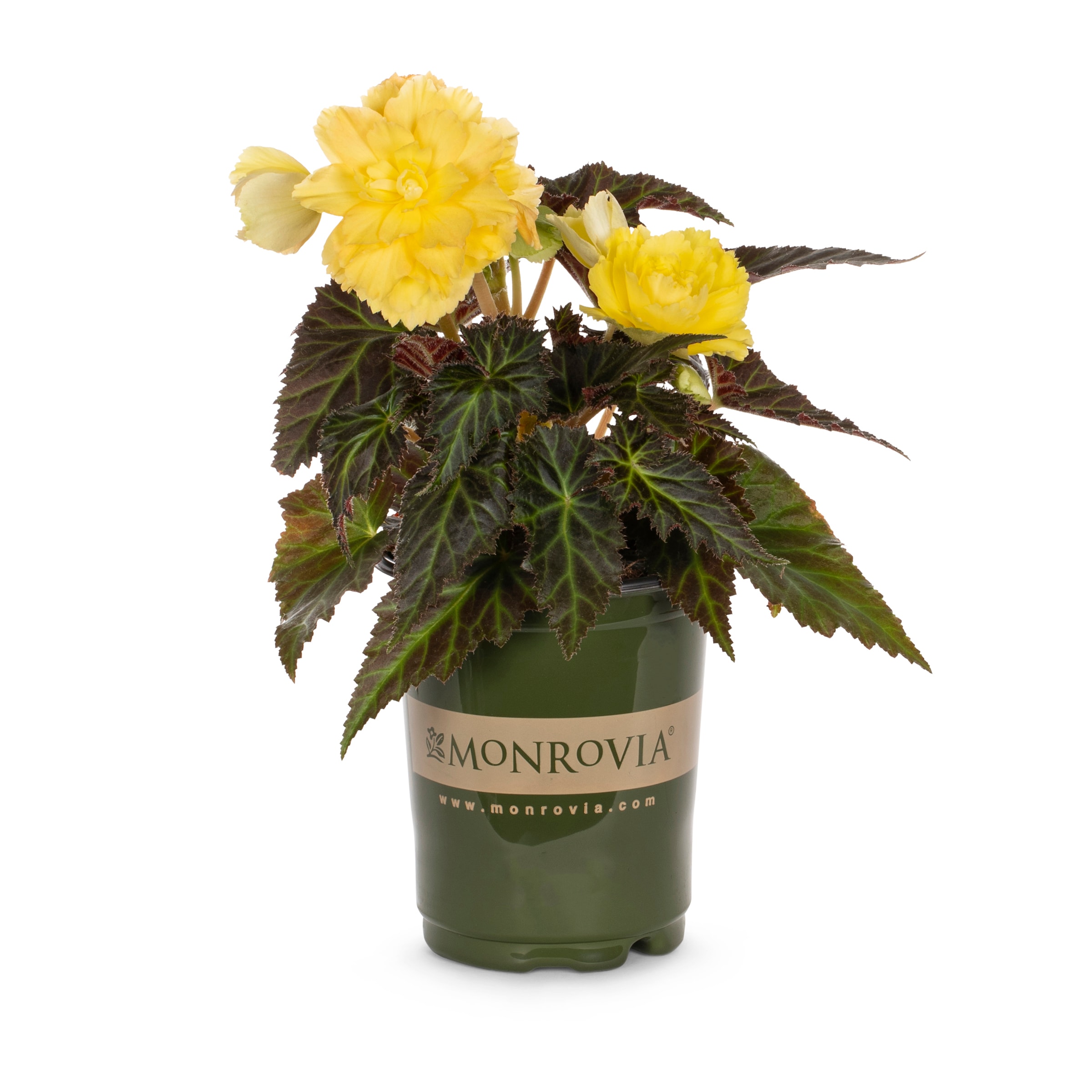 Lowe's NURSERY Yellow Begonia in 1.0 Quart(s) Pot 1.0 -Pack
