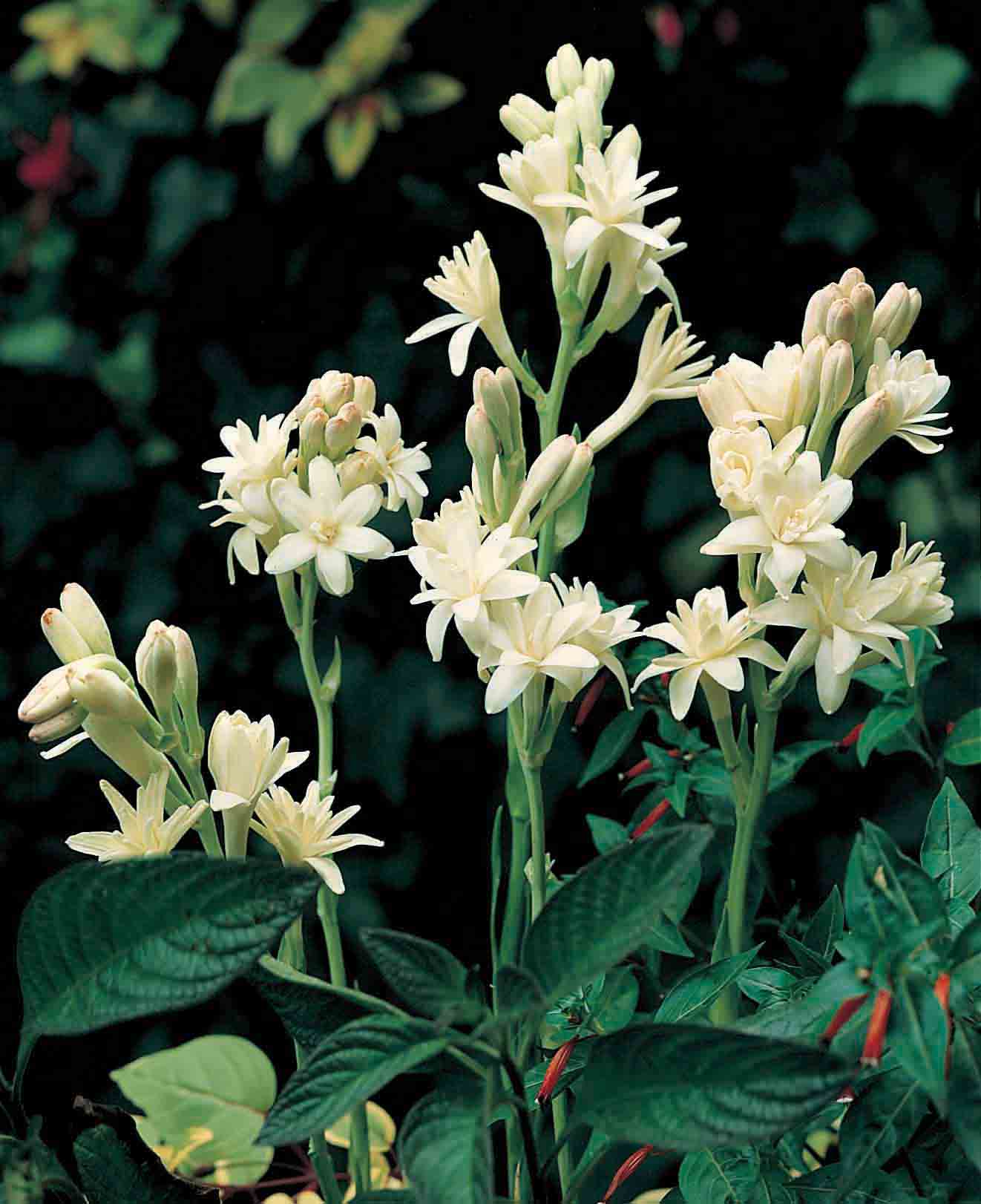  35.23898 White Fragrant Tuberose Bulbs