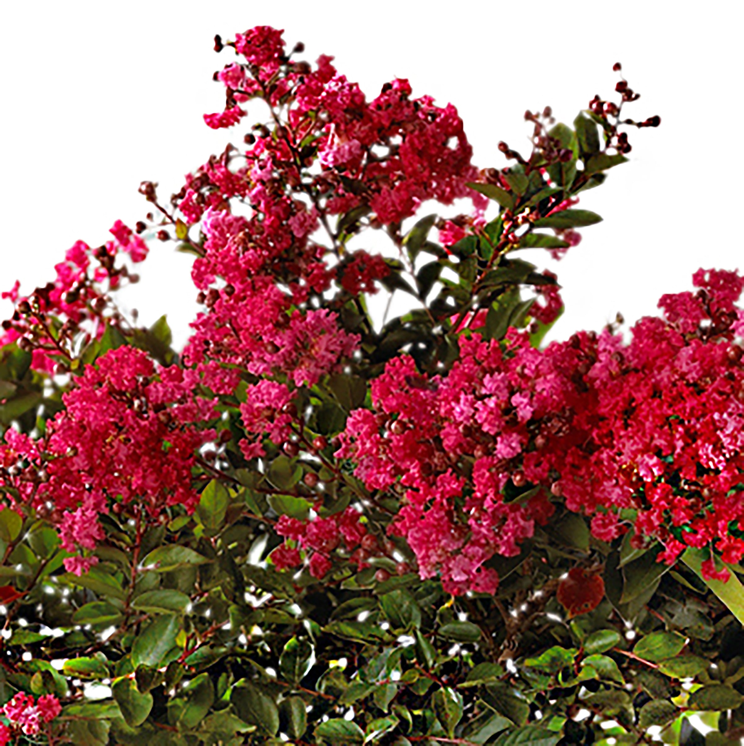 Purple Tower Crape Myrtle Monrovia Purple Tower Crape - vrogue.co