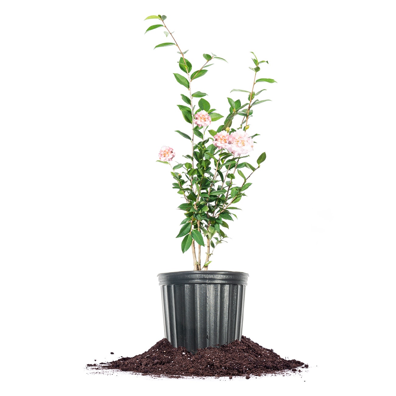 Perfect Plants LOHIFRGRNCCAMELLIA3G Pink High Fragrance Camellia Flowering Shrub in 3-Gallon Pot
