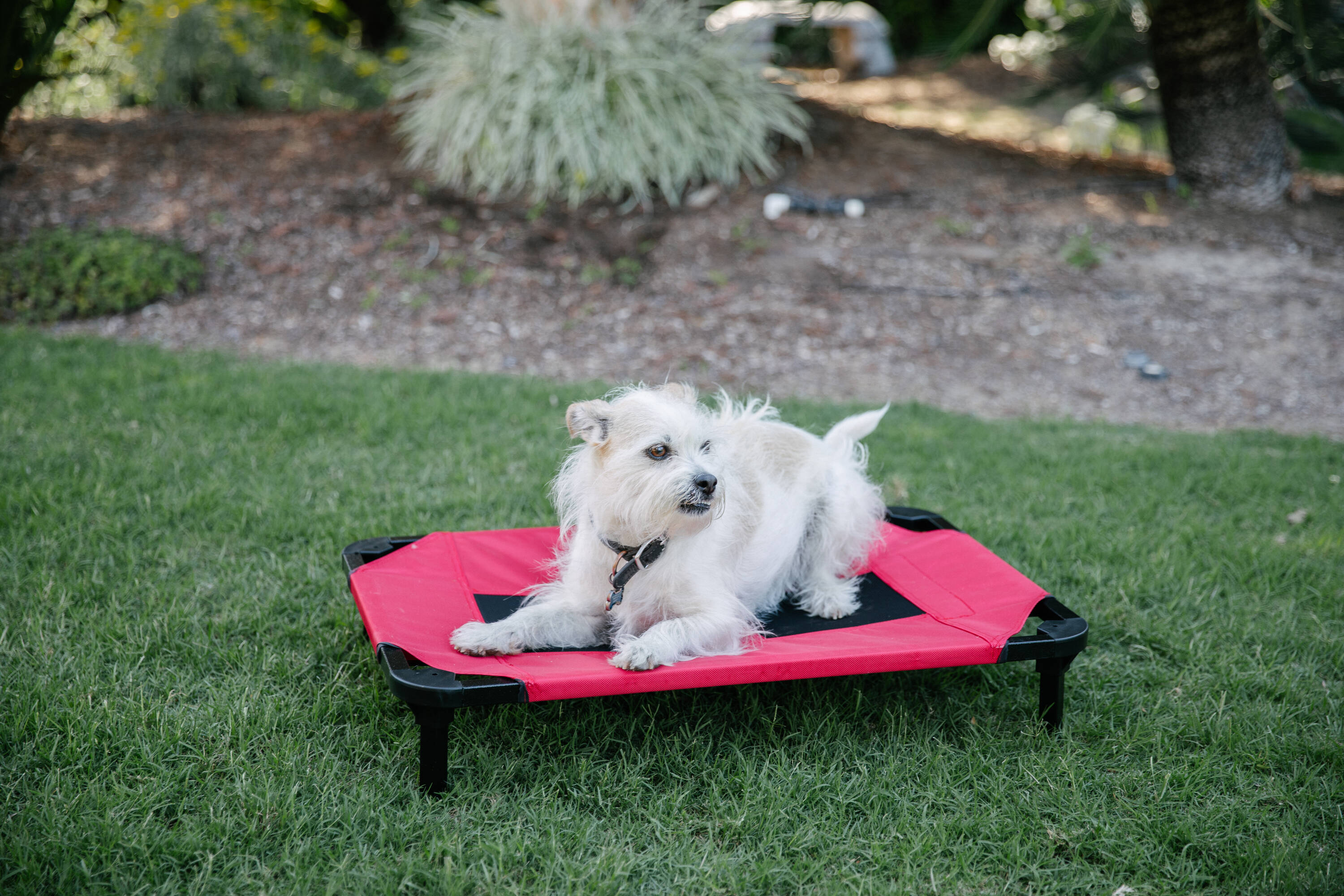 Lucky Dog CMB 10130 Rectangular Red Polyester Orthopedic Dog Bed ( Small )