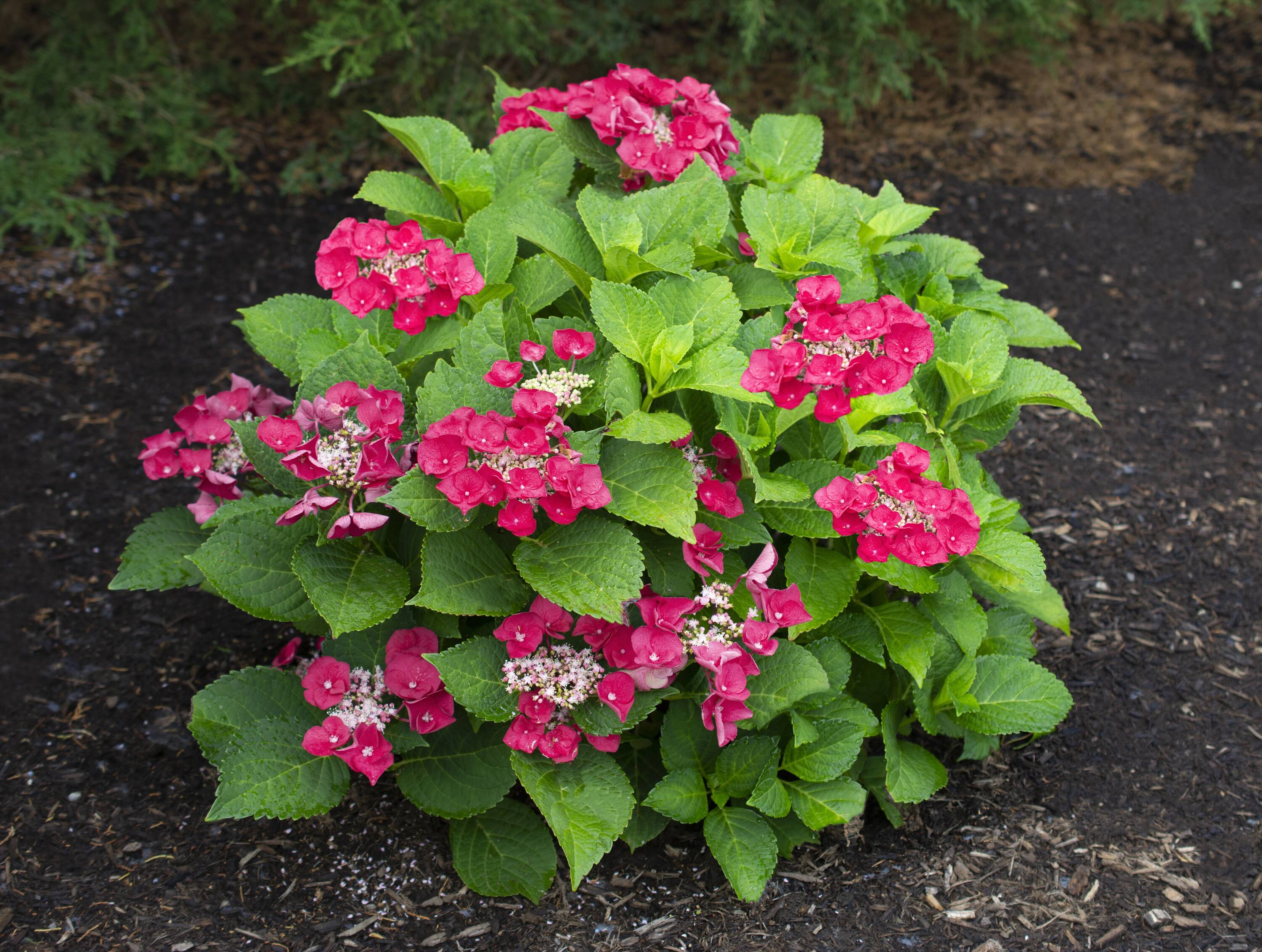 National Plant Network LW1682 shrubs - View #2