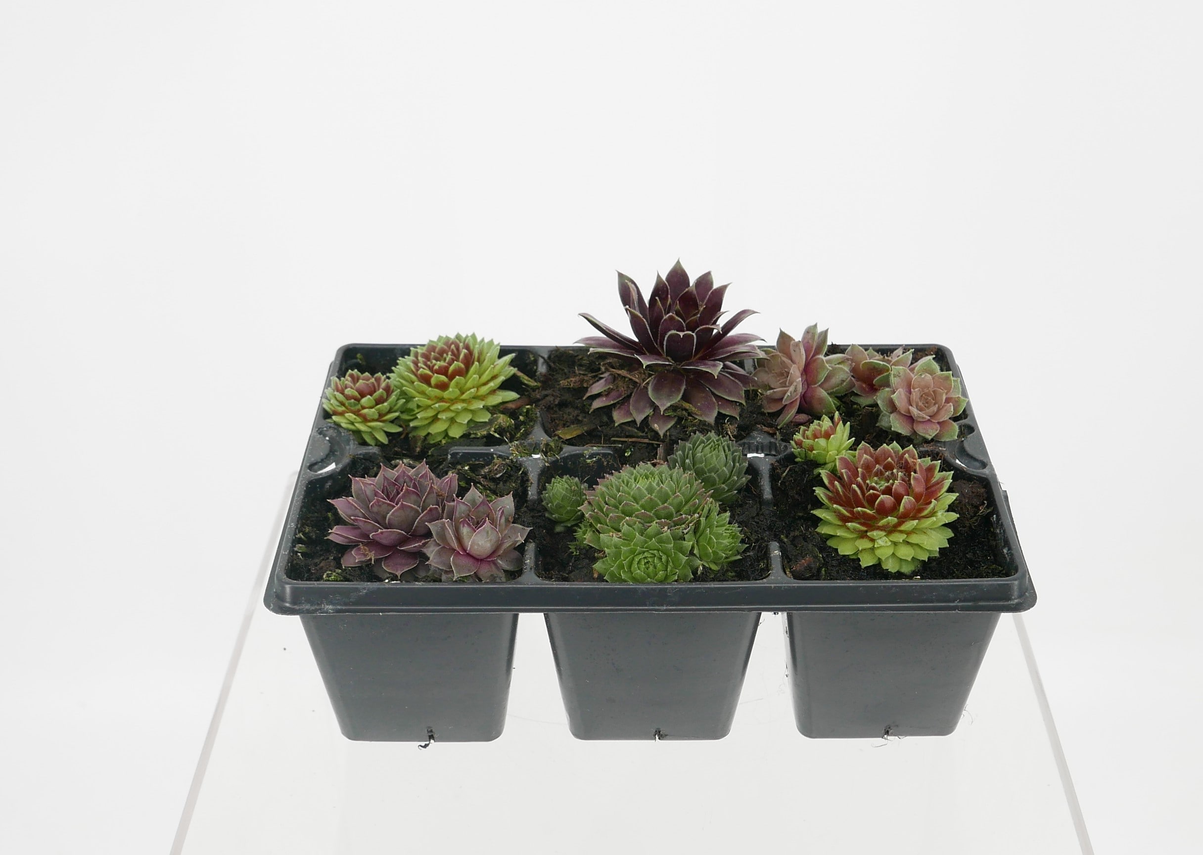  1903 perennials - View #4