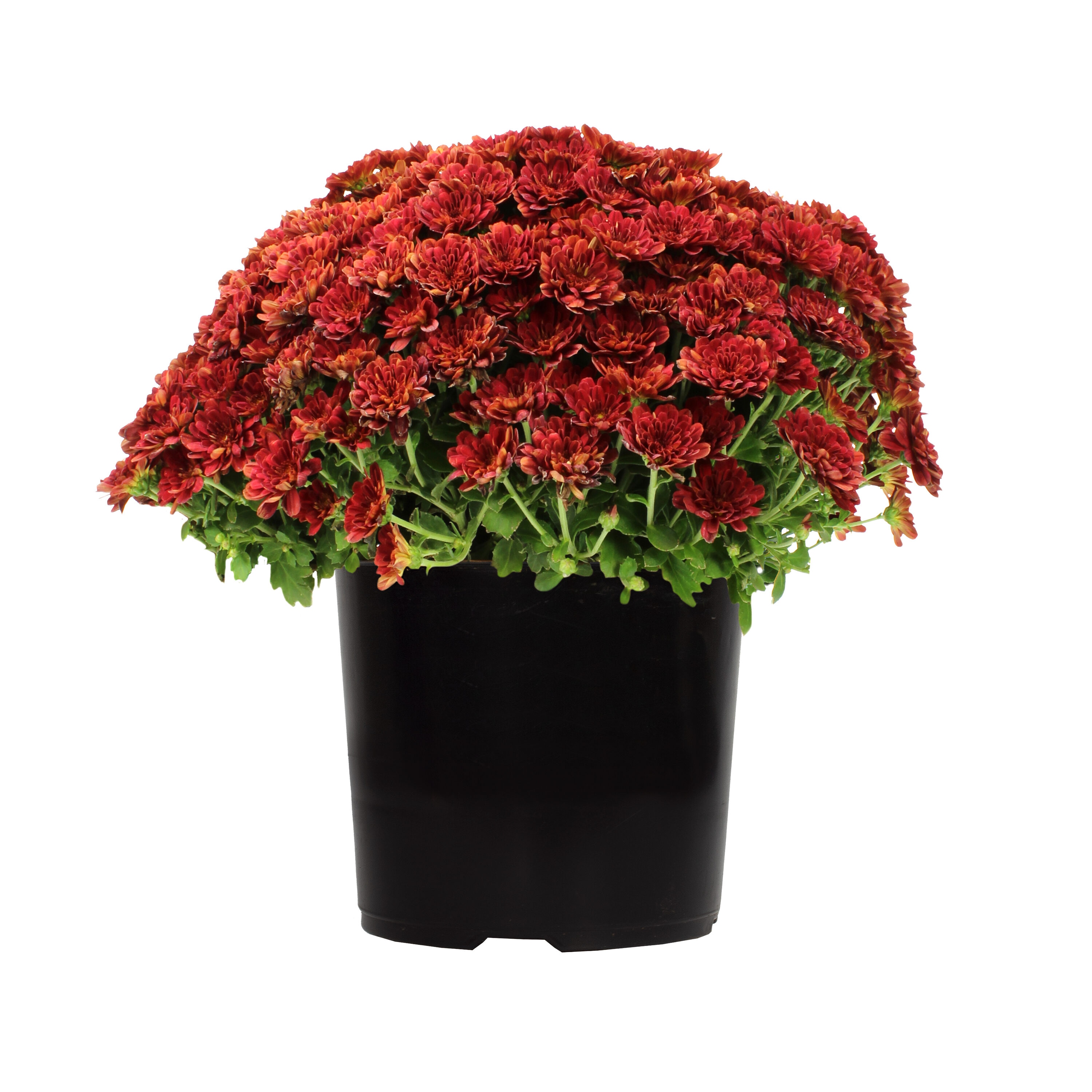 Altman Plants 0881447 Red Mum in 3.8-Quart Pot