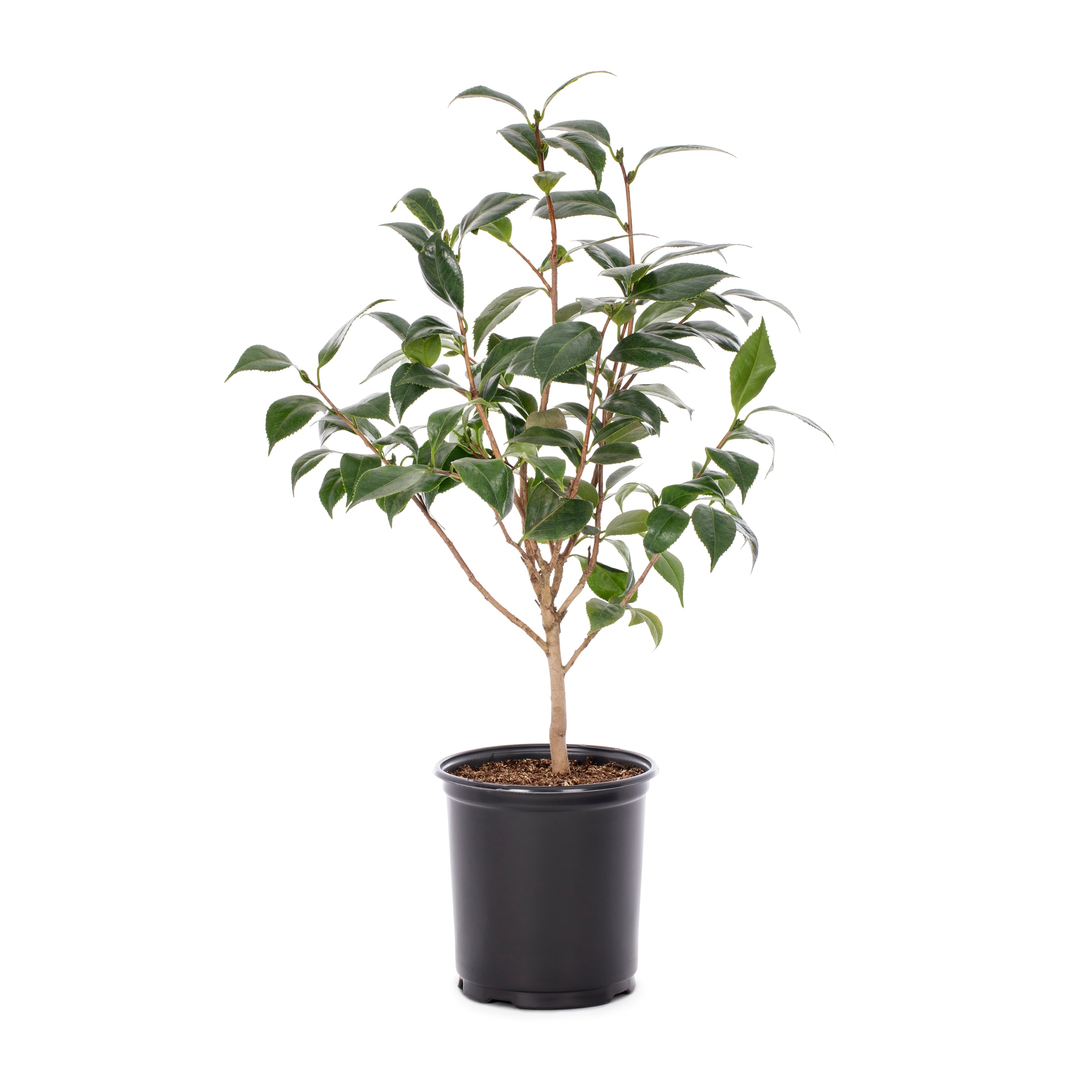 Lowe's Multicolor Camellia Flowering Shrub in 2.5-Quart Pot in the ...