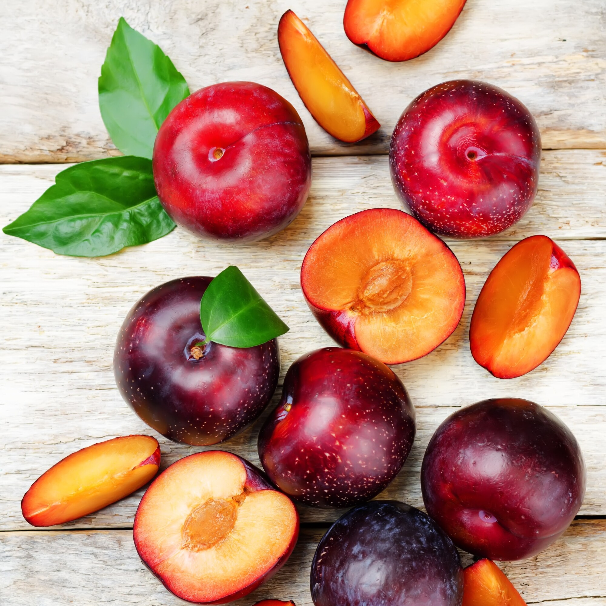 Frantz Wholesale Nursery 98617 5 -Gallon Plum In pot (with soil)