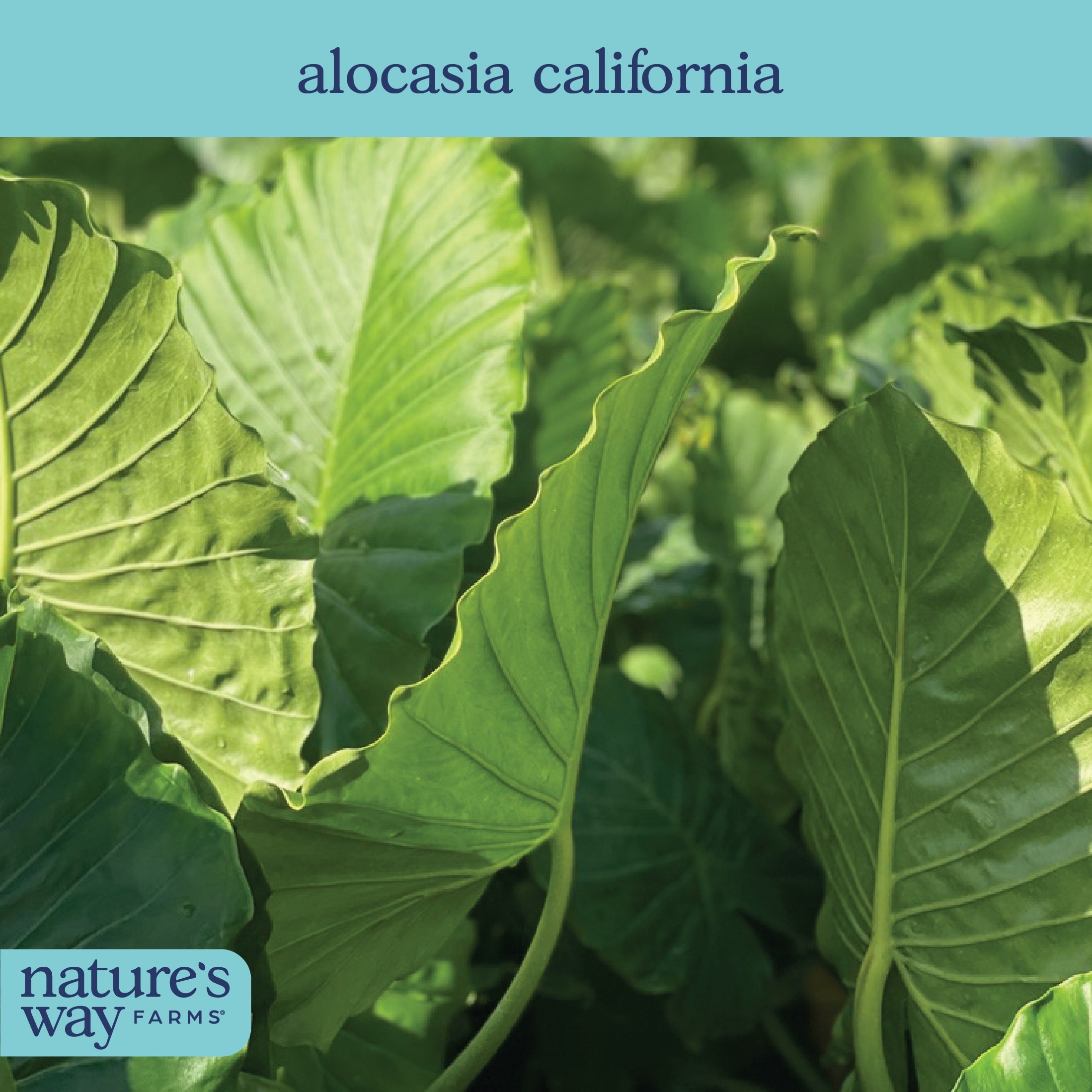 Nature's Way Farms Alocasia California Elephant Ear Plant House Plant in 10 Inch(es) Pot 1 -Pack one_size | 3125