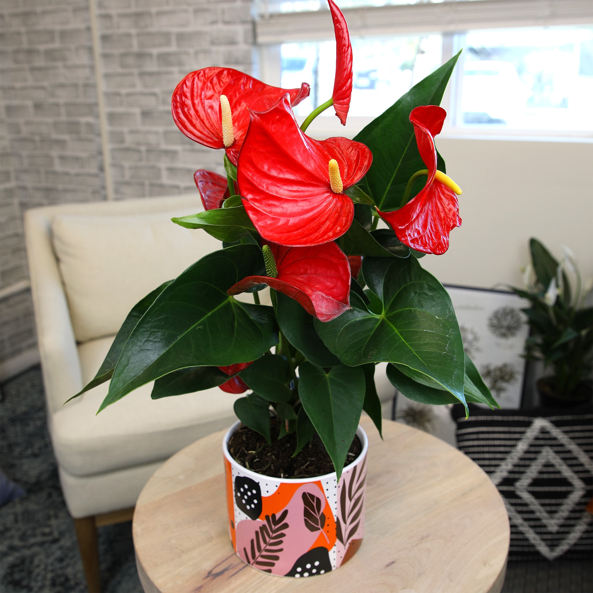 Altman Plants 0873014 hseplants - View #3