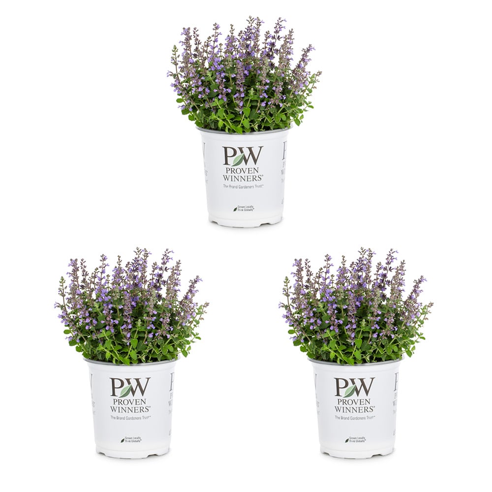 Metrolina Greenhouses 79623 Blue Catmint Plant in 2.5 -Quart Pot 3.0 -Pack