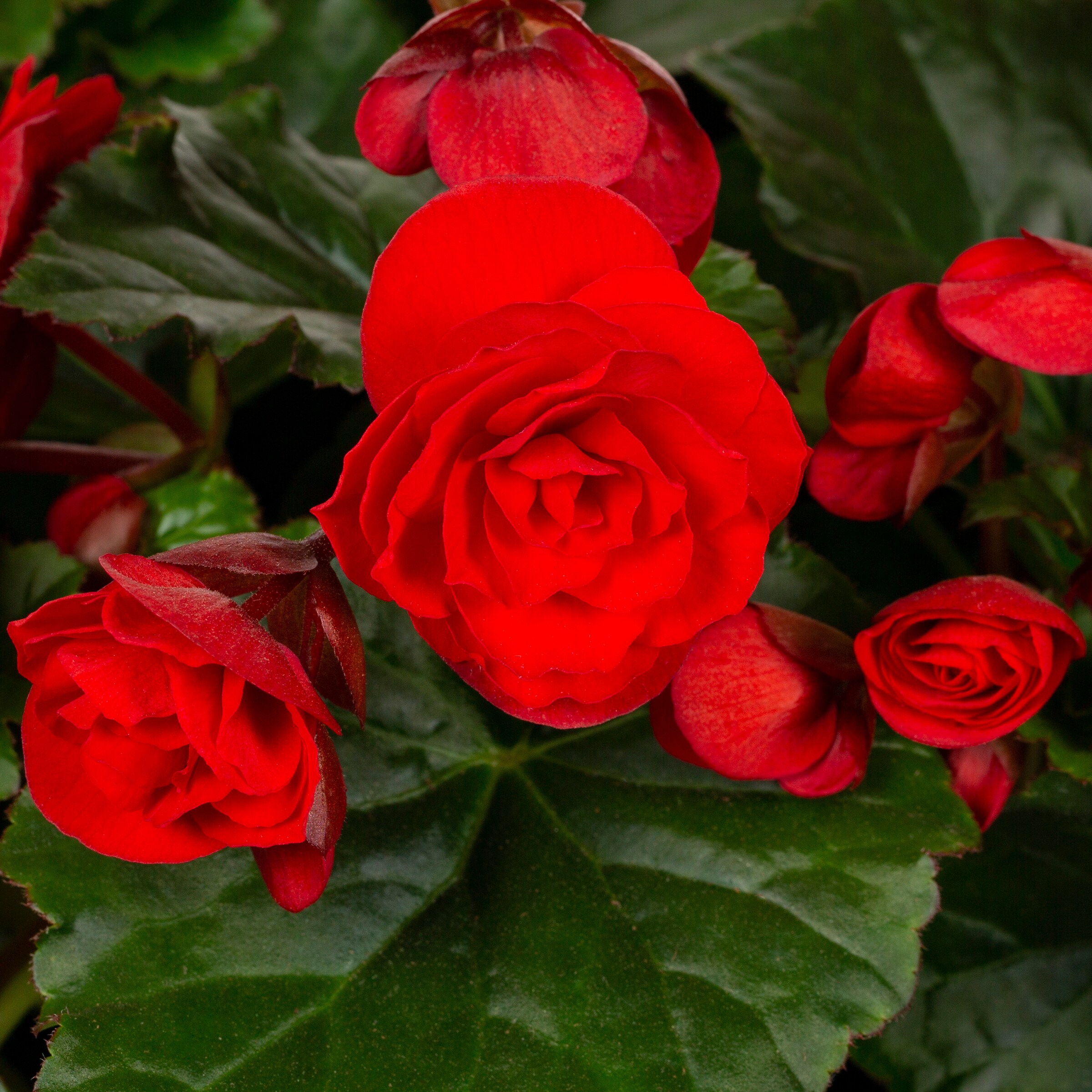 Lowe's NURSERY annuals - View #2