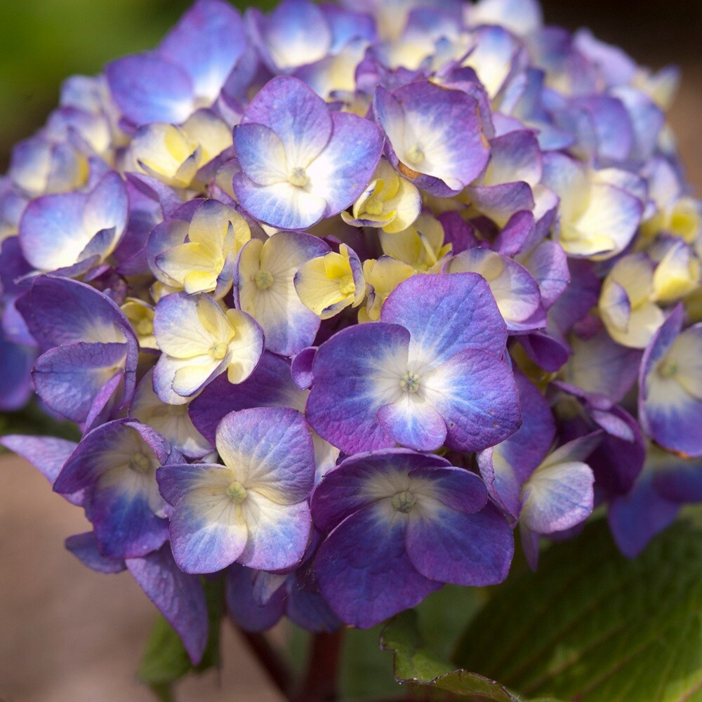 Endless Summer Purple Bloomstruck Hydrangea Flowering Shrub in 1-Gallon ...