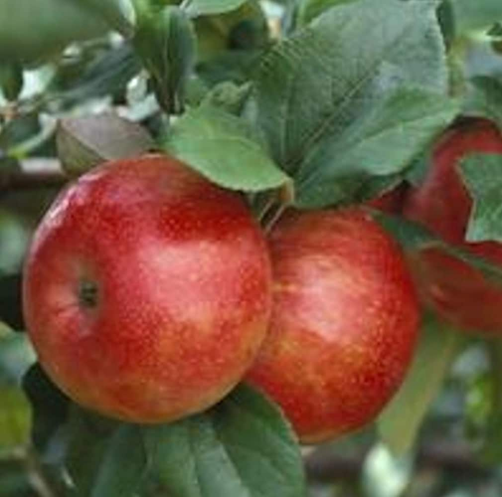 3 ft. Cortland Apple Tree with Ruby Red Fruit Great For Baking Pies