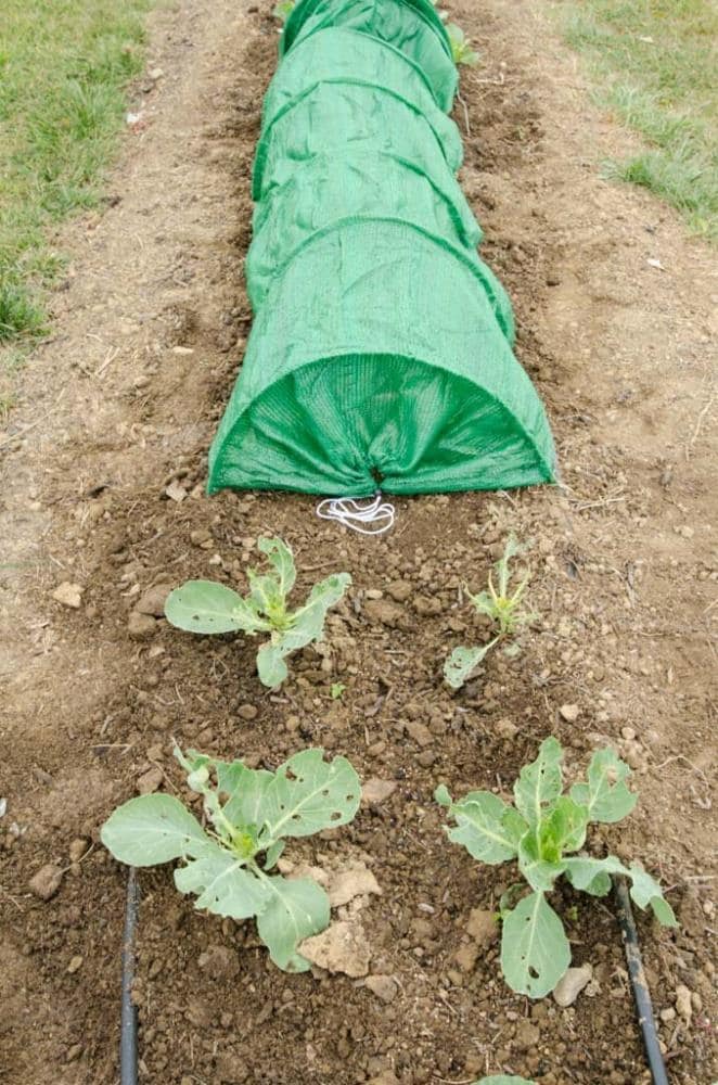 Gardens Alive! 4606 Spun-bond material Tent (Common: 2-ft x 16-ft Actual: 2-ft x 16-ft )