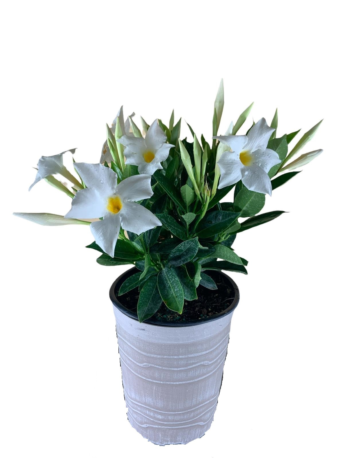 Lowe's 00898593001890 annuals - View #4