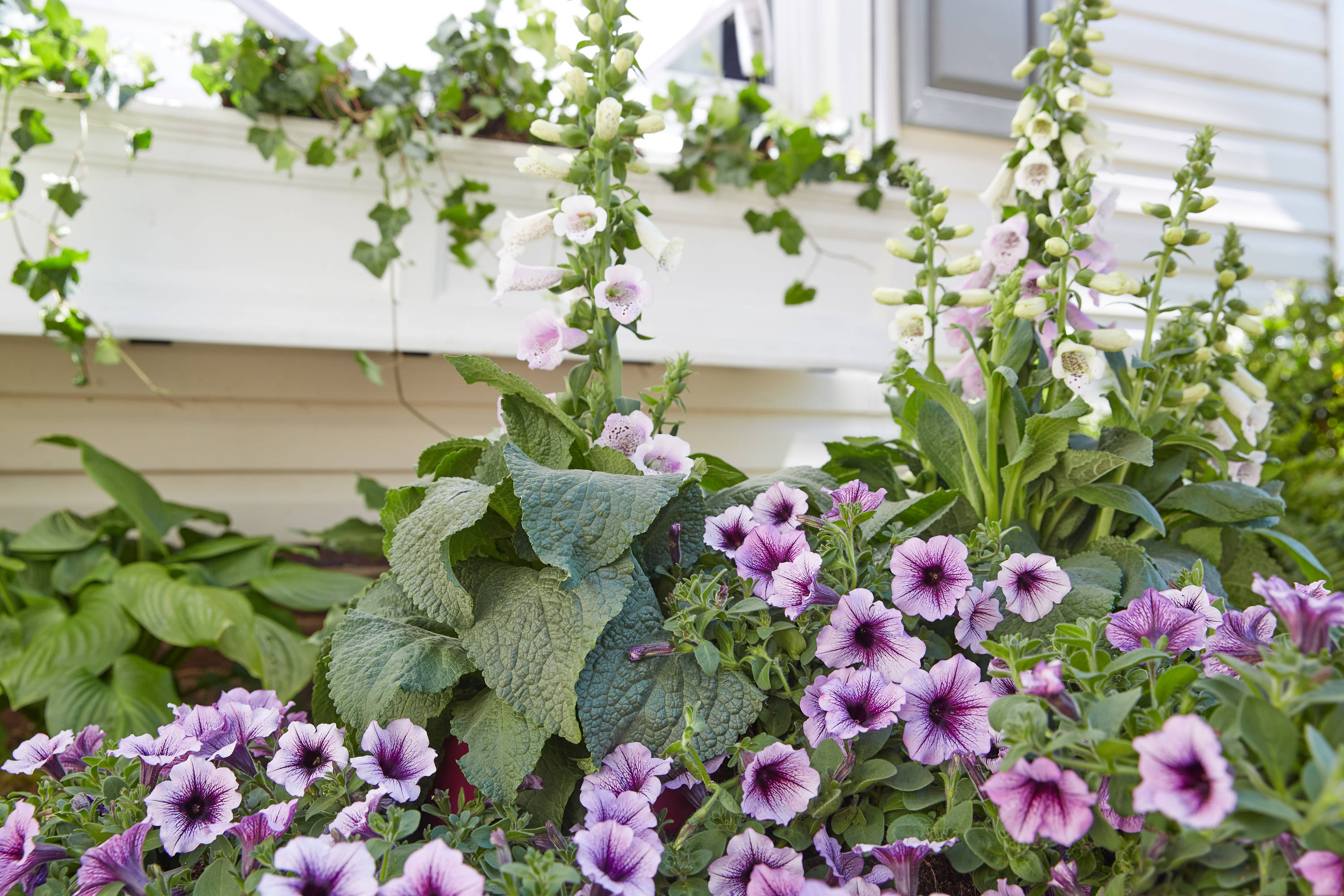 Lowe's NURSERY annuals - View #12