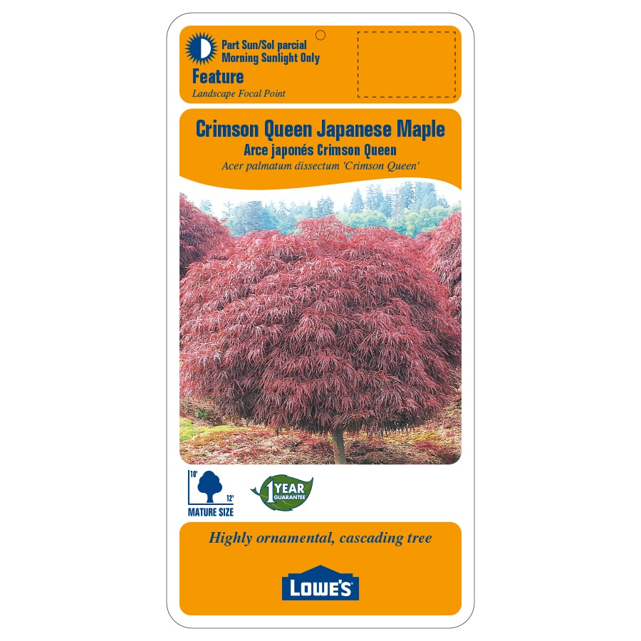 3-Gallon Red Feature Tree Crimson Queen Japanese Maple In Pot (With ...