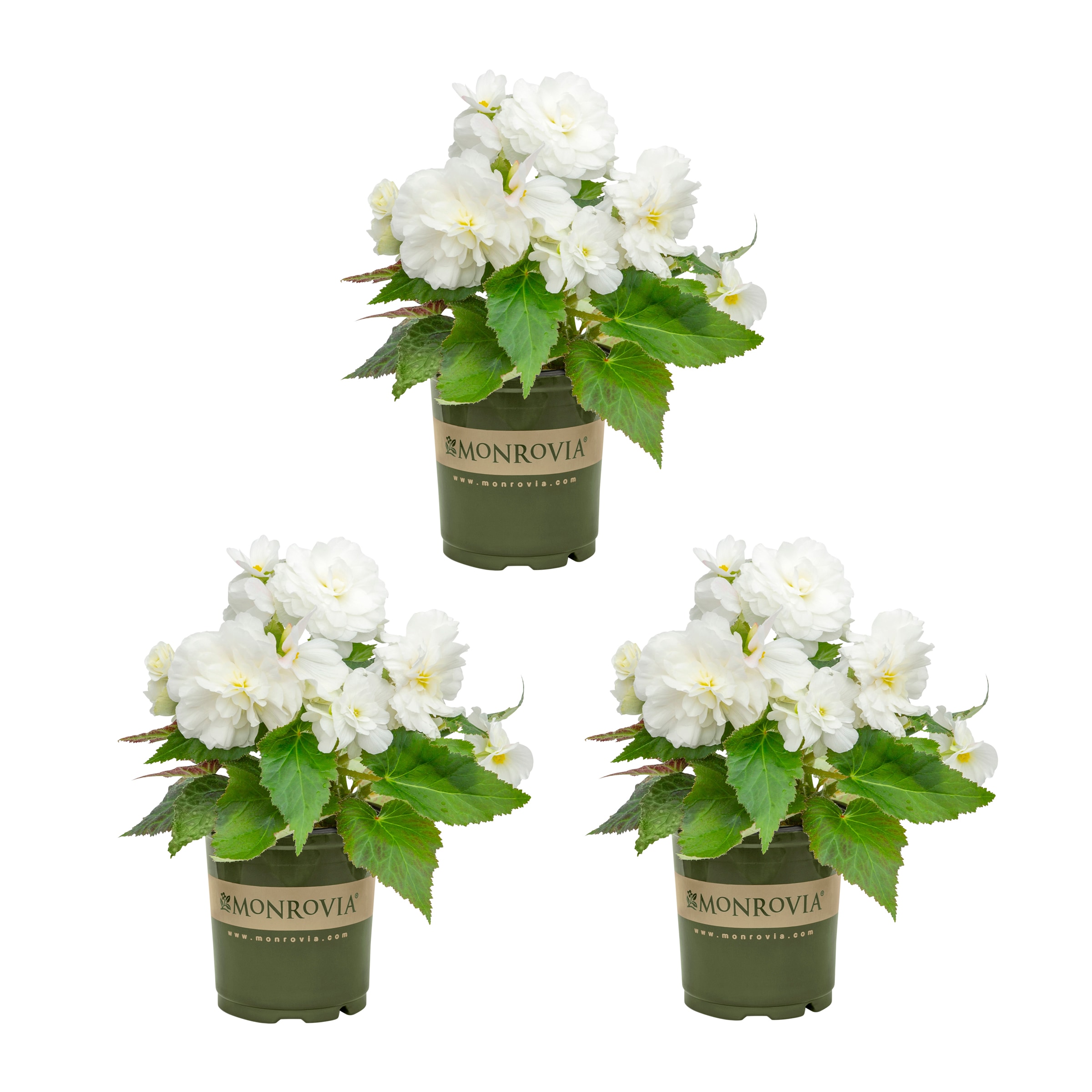 Monrovia 5012 White Begonia in 2 Quart(s) Pot 3 -Pack