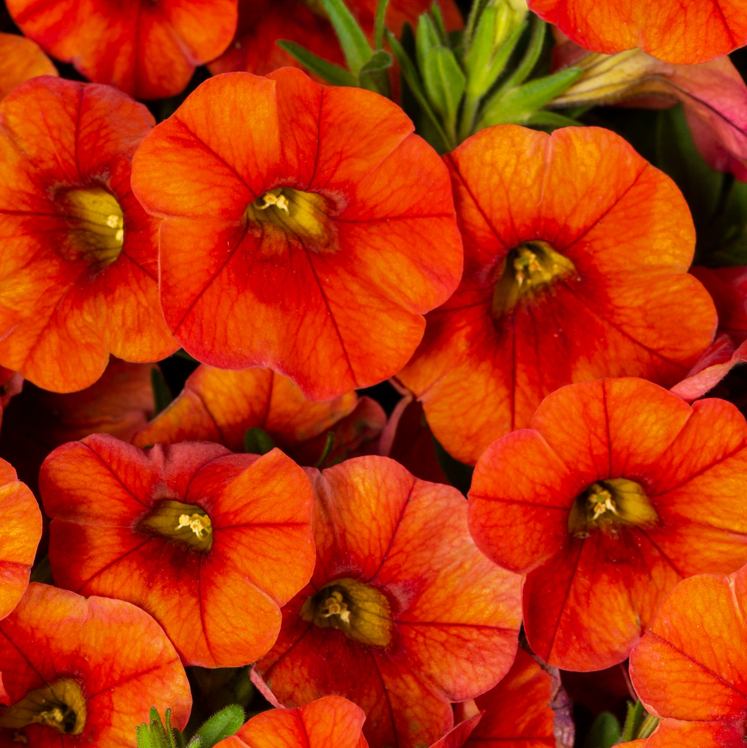 Lowe's 411865 annuals - View #8