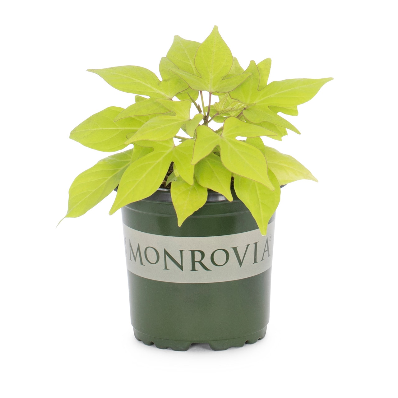 Monrovia 4887 annuals - View #3