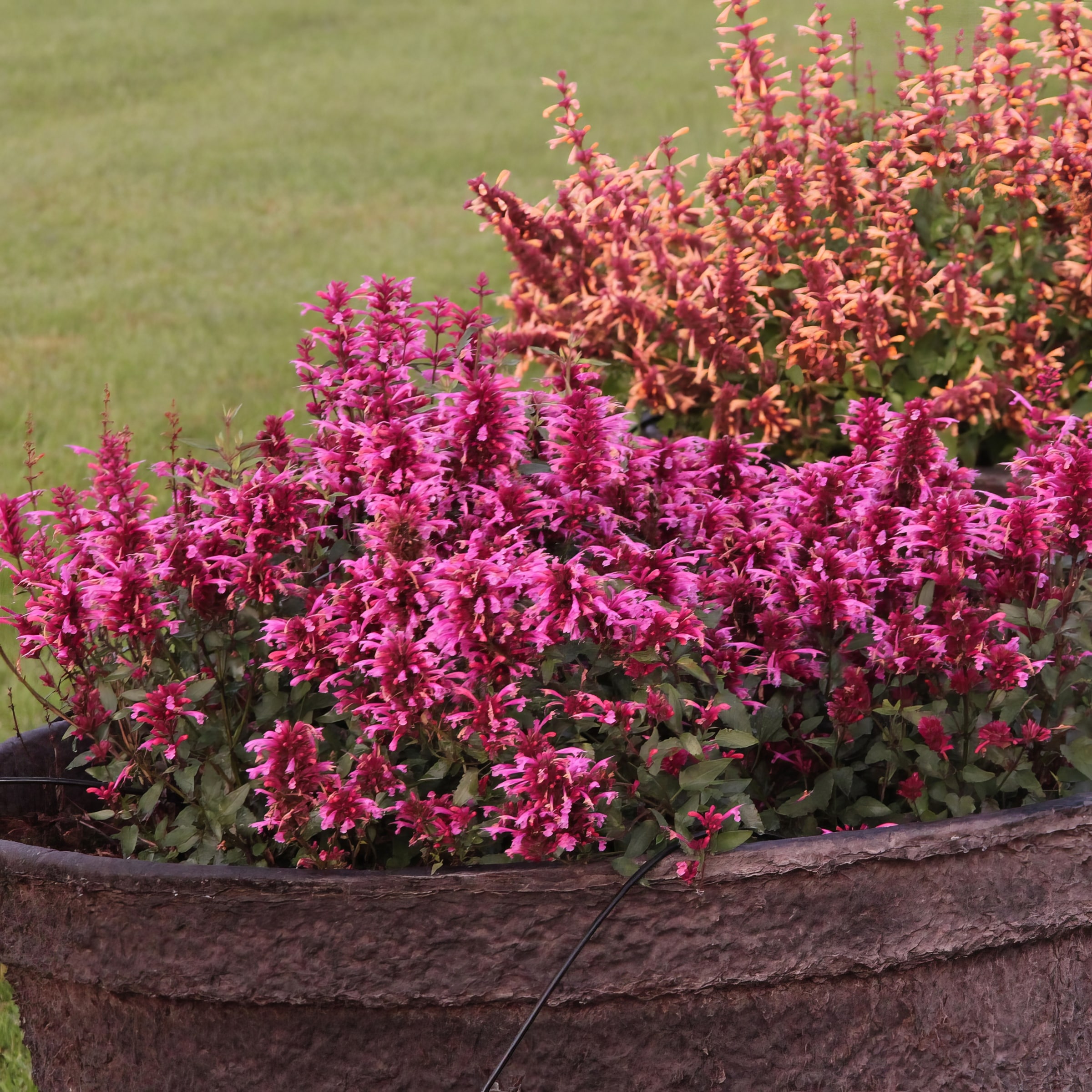 National Plant Network LW1702 perennials - View #4