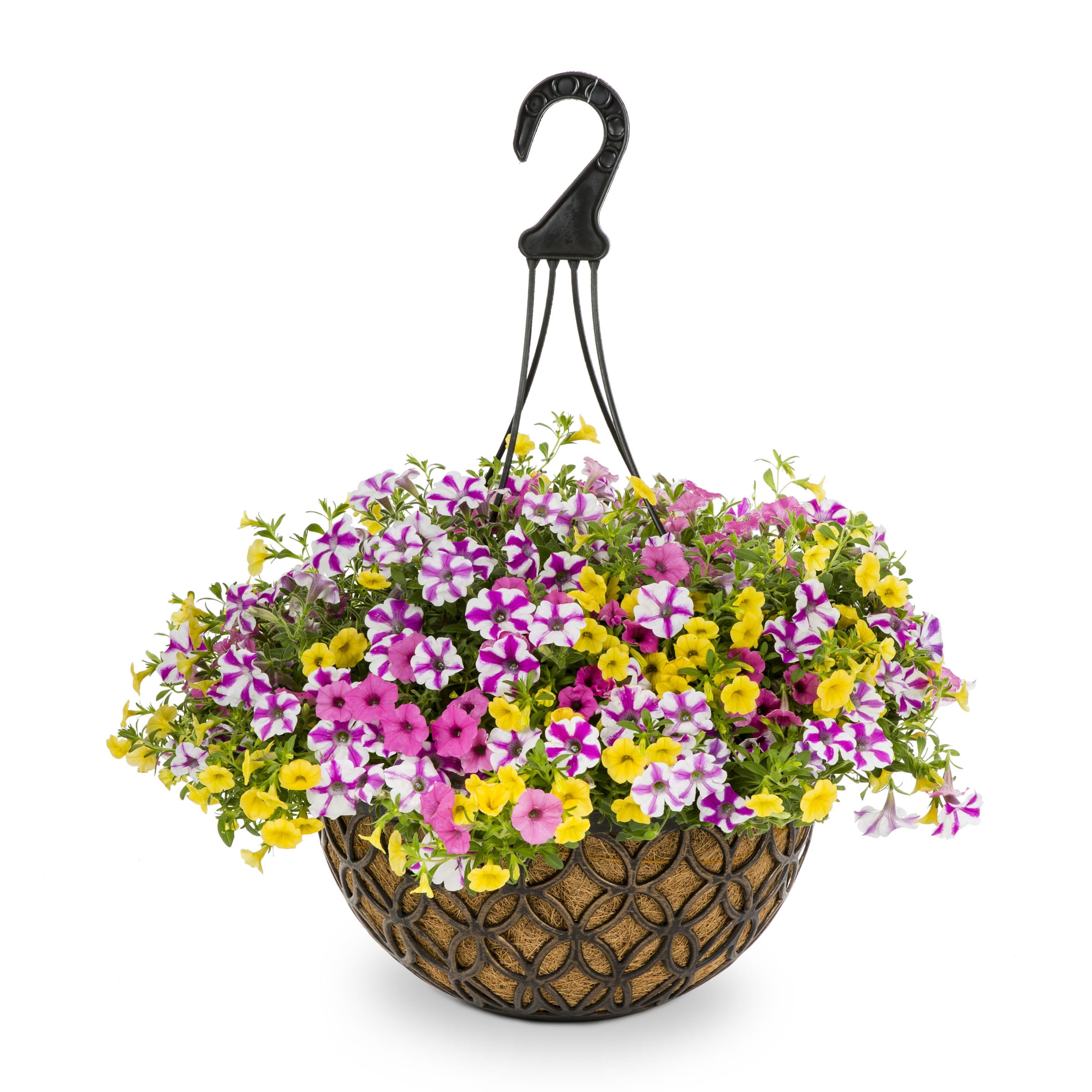 Lowe's Multicolor Sunglasses in 3-Gallon Hanging Basket in the Annuals ...