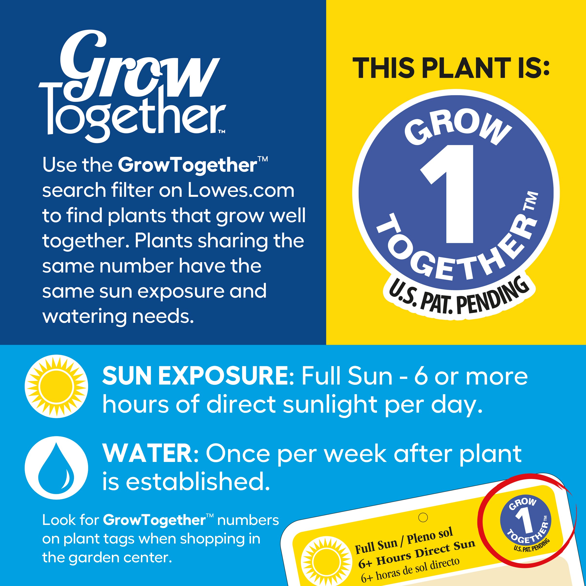 Holiday Living 6.08 -Gallon Aborvitae Accent Shrub 1 -Pack in the ...