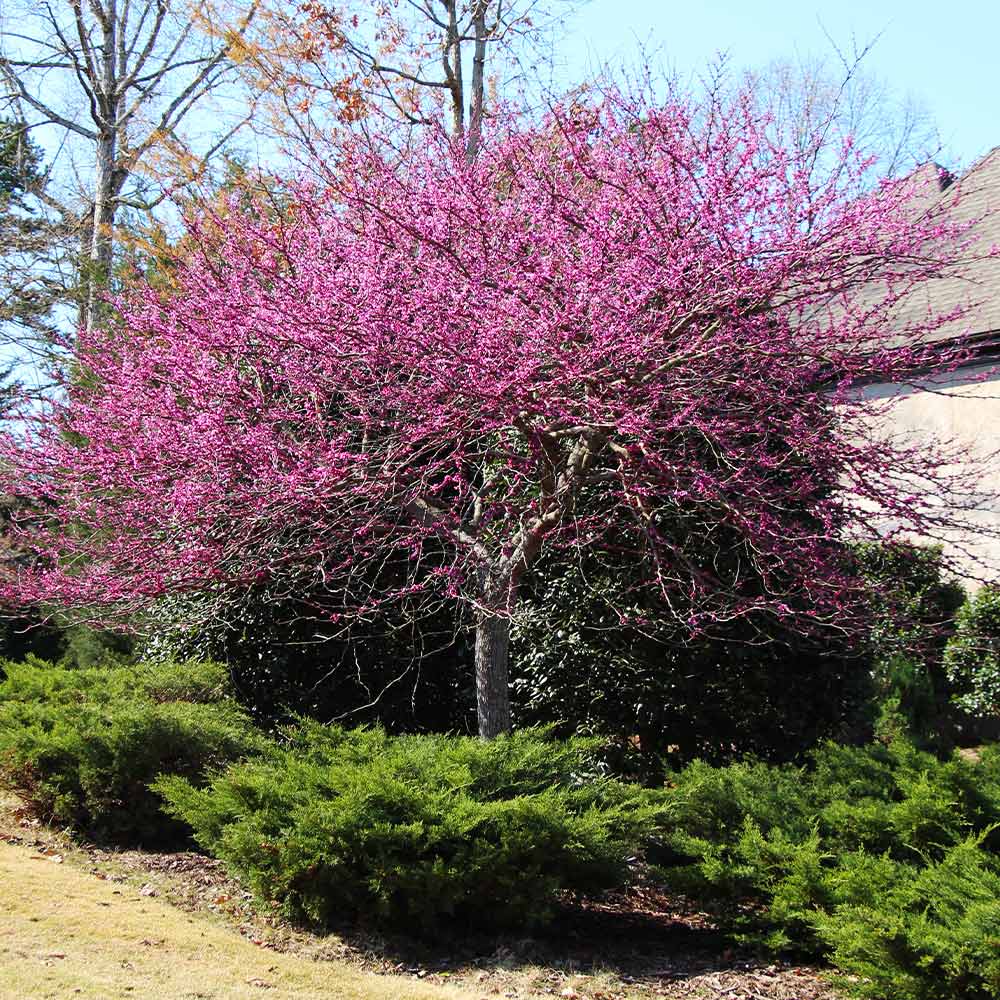 Brighter Blooms 10057 trees - View #4