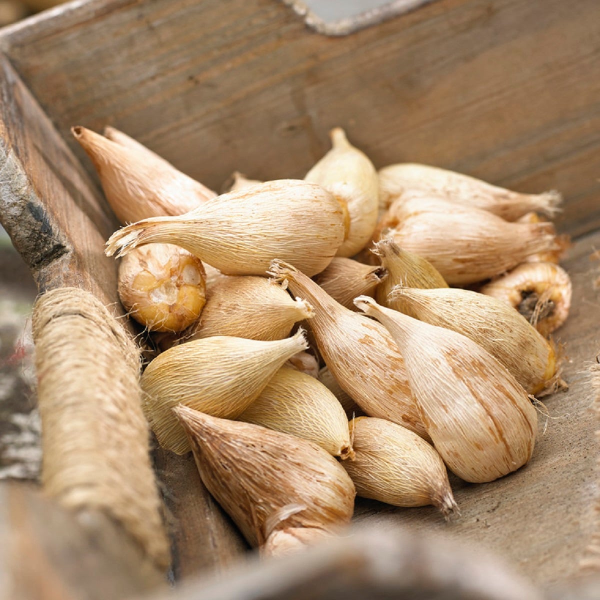 Van Zyverden 11250 Plant-Bulbs - View #2